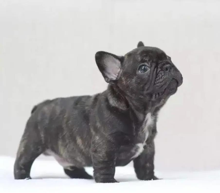 法國鬥牛犬 French Bulldog - 日新犬舍 法國鬥牛犬 French Bulldog - 日新犬舍
