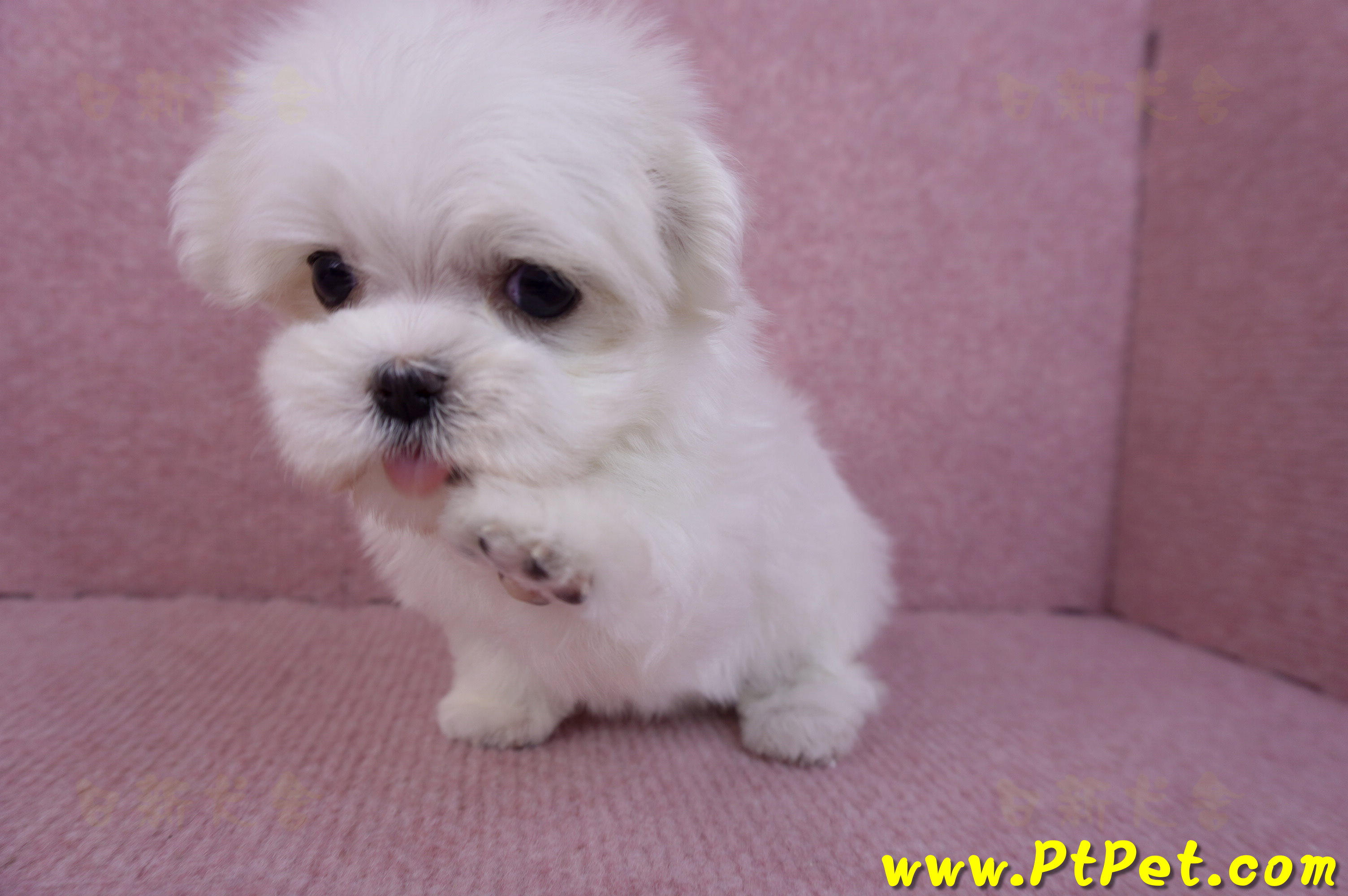 11/20馬爾濟斯母幼犬