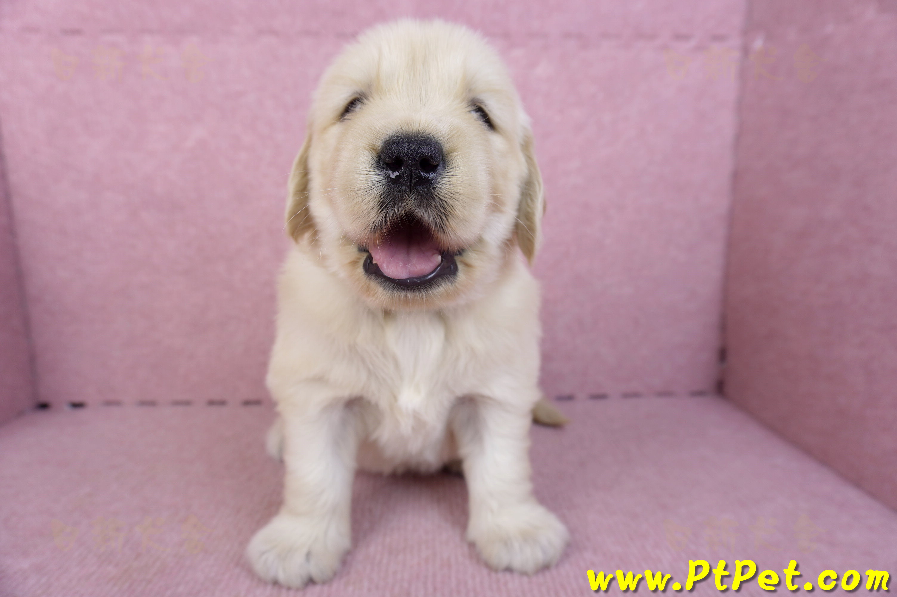 11/14黃金獵犬母幼犬1號(高雄前鎮)