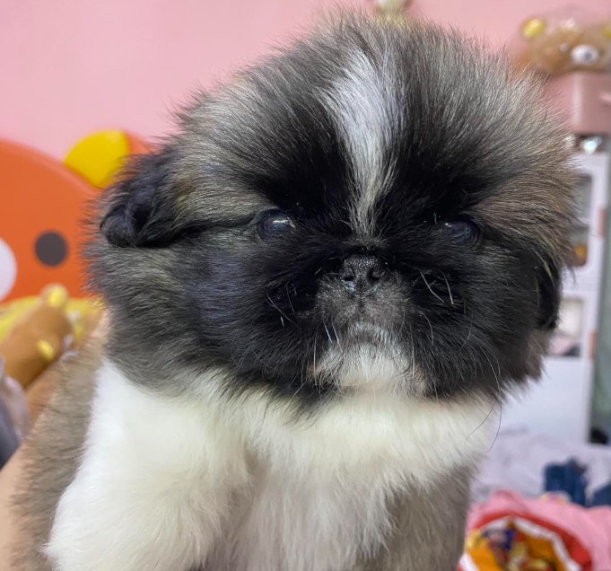 北京狗-日新犬舍