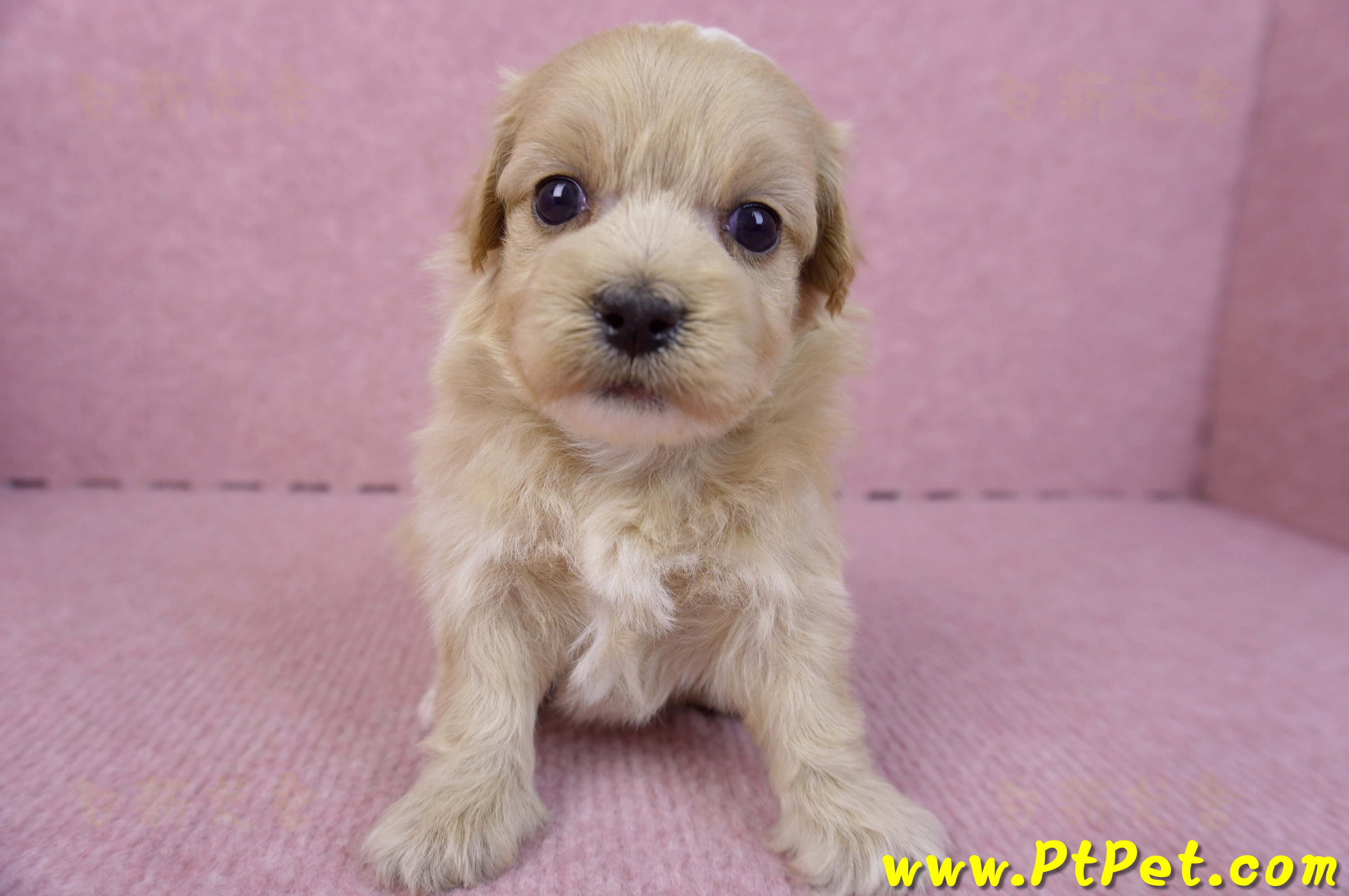 10/18馬爾泰迪公幼犬2號