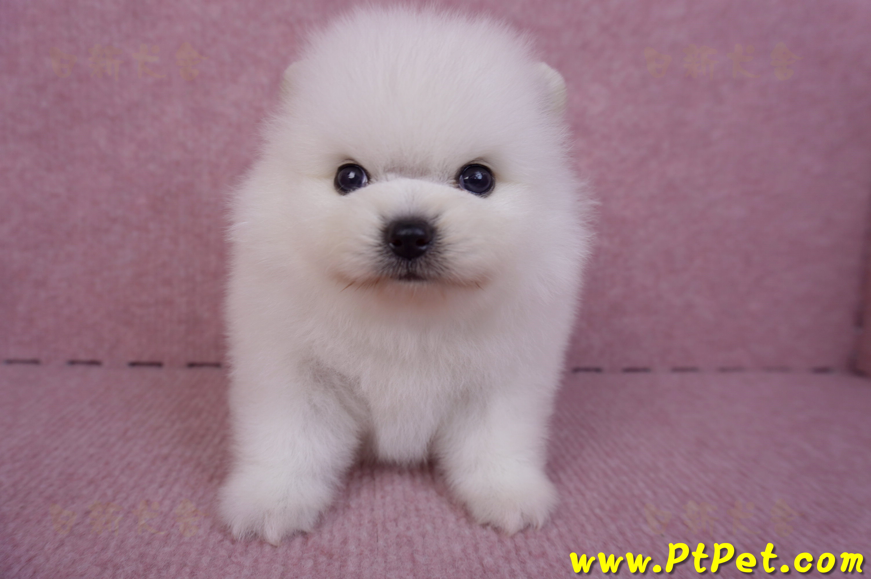 10/11松鼠白博美公幼犬1號