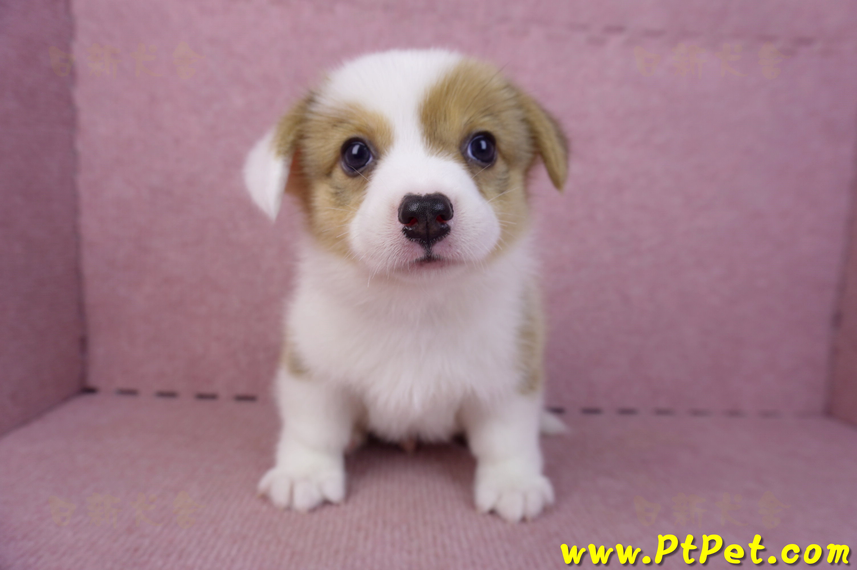 09/22雙色柯基犬公幼犬