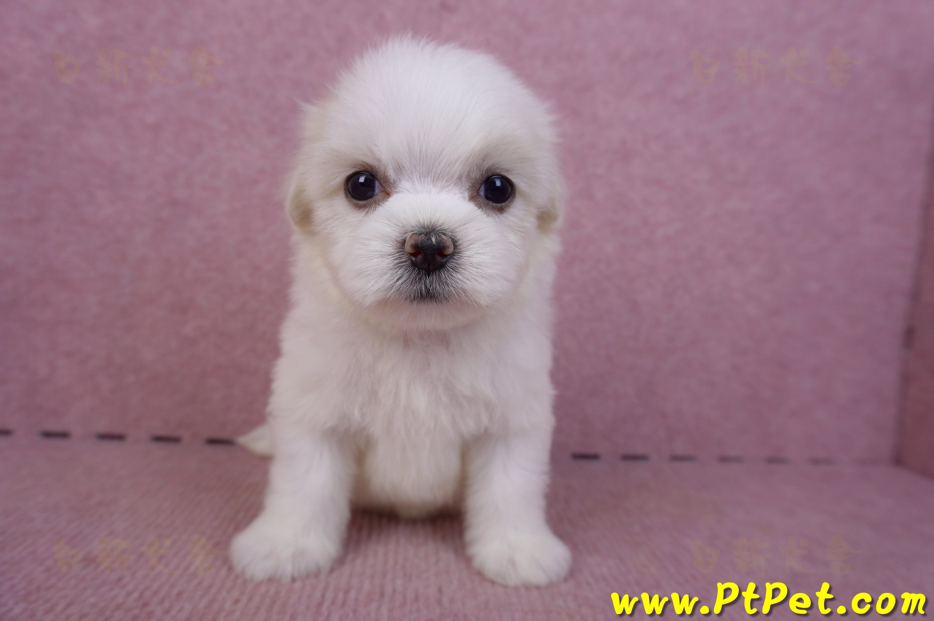 09/21馬爾濟斯母幼犬1號