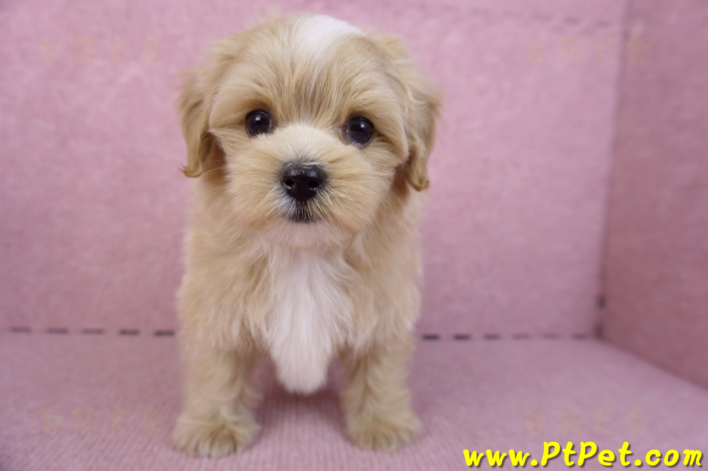 10/13馬爾泰迪公幼犬(桃園楊梅)