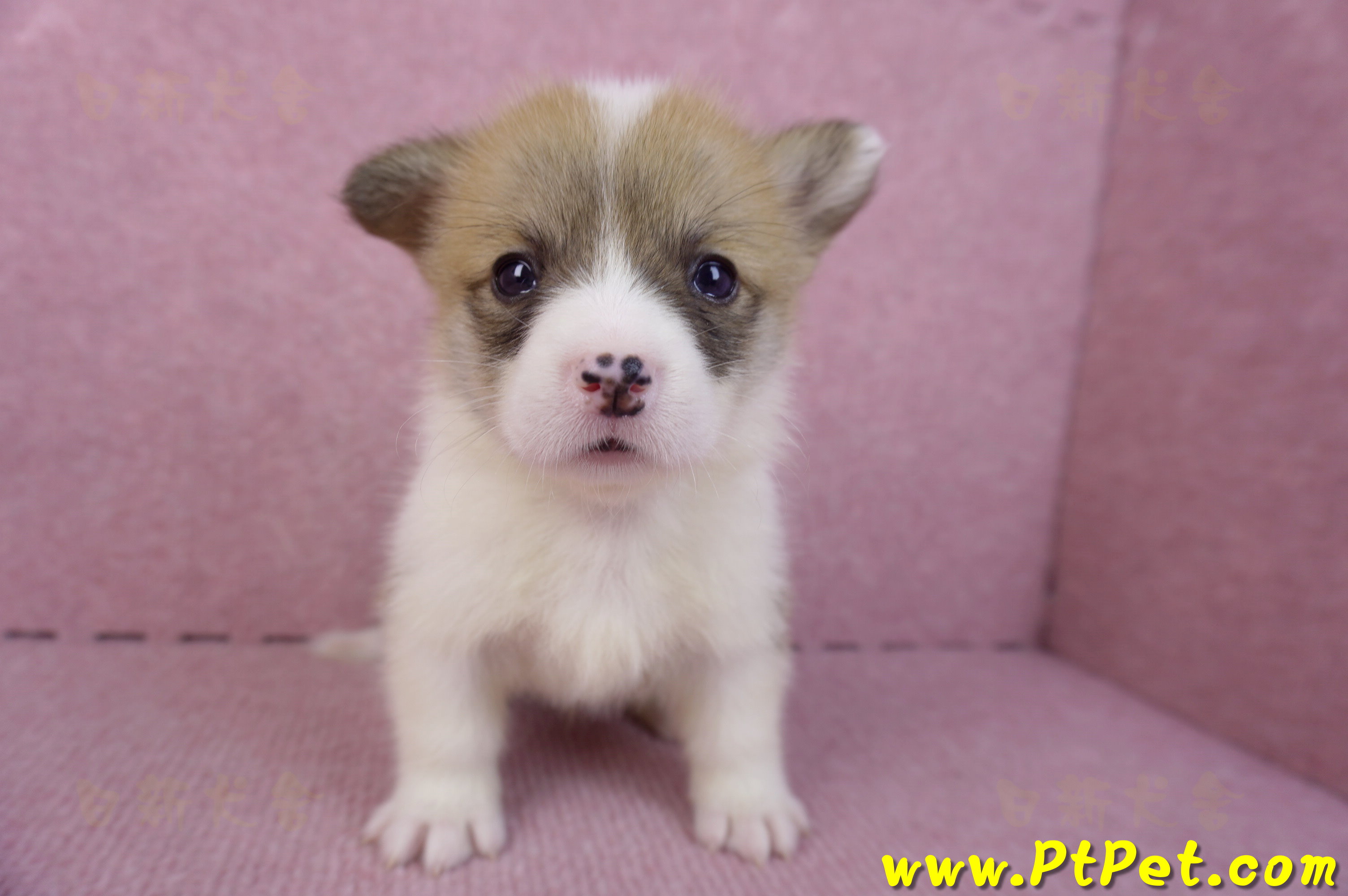 10/13雙色柯基犬母幼犬3號