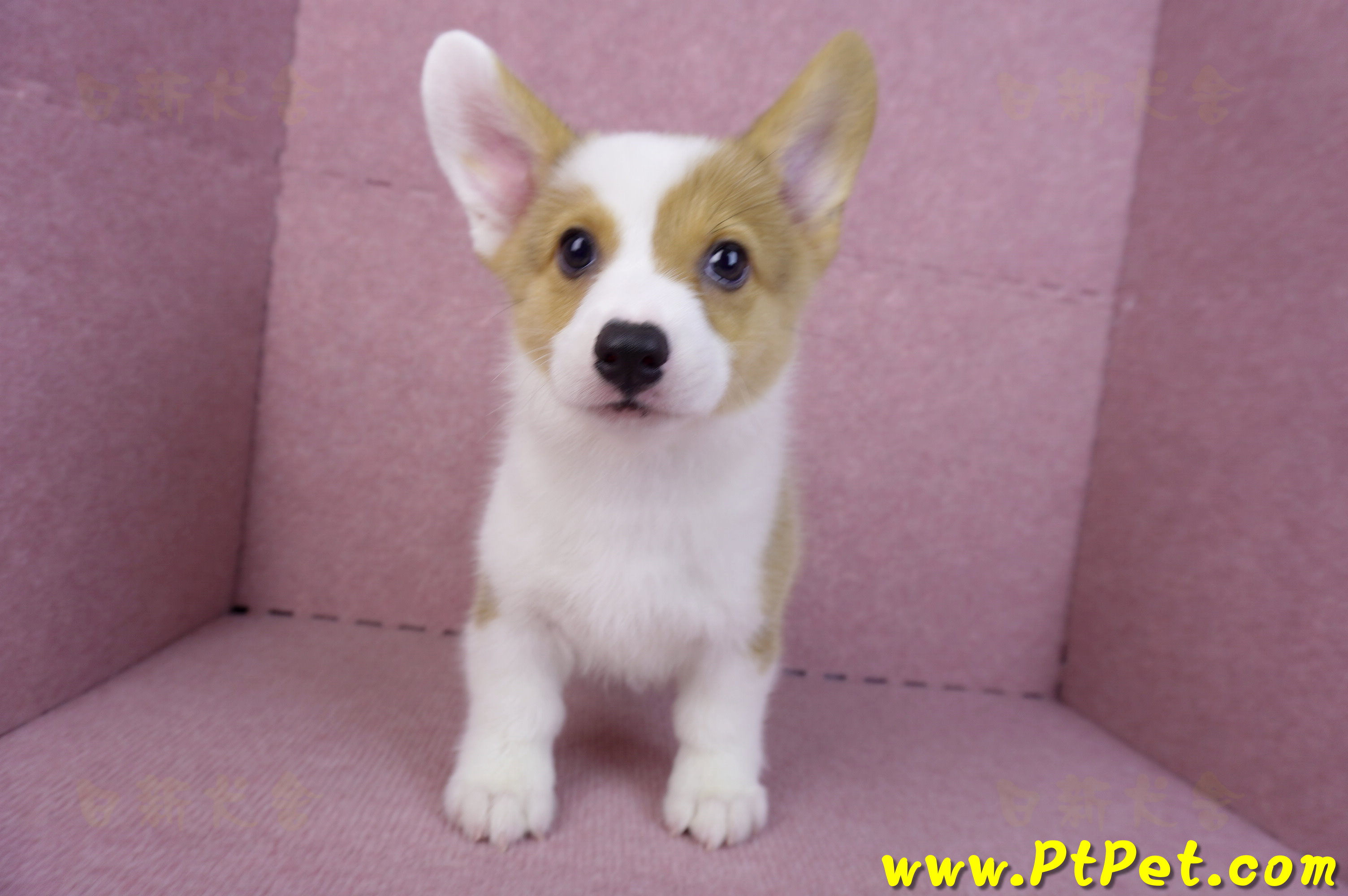 09/22雙色柯基犬公幼犬