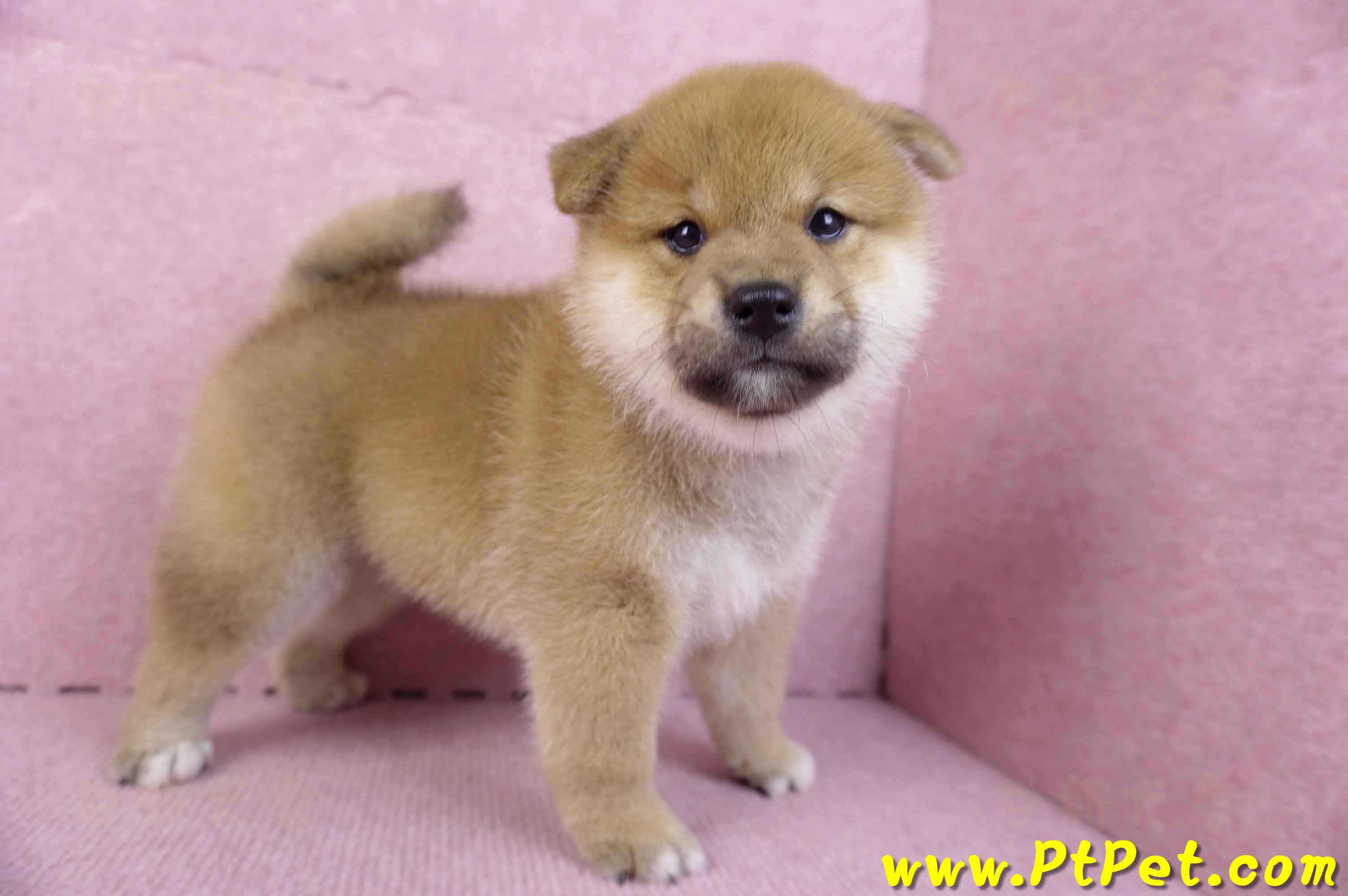 10/15赤色柴犬公幼犬2號