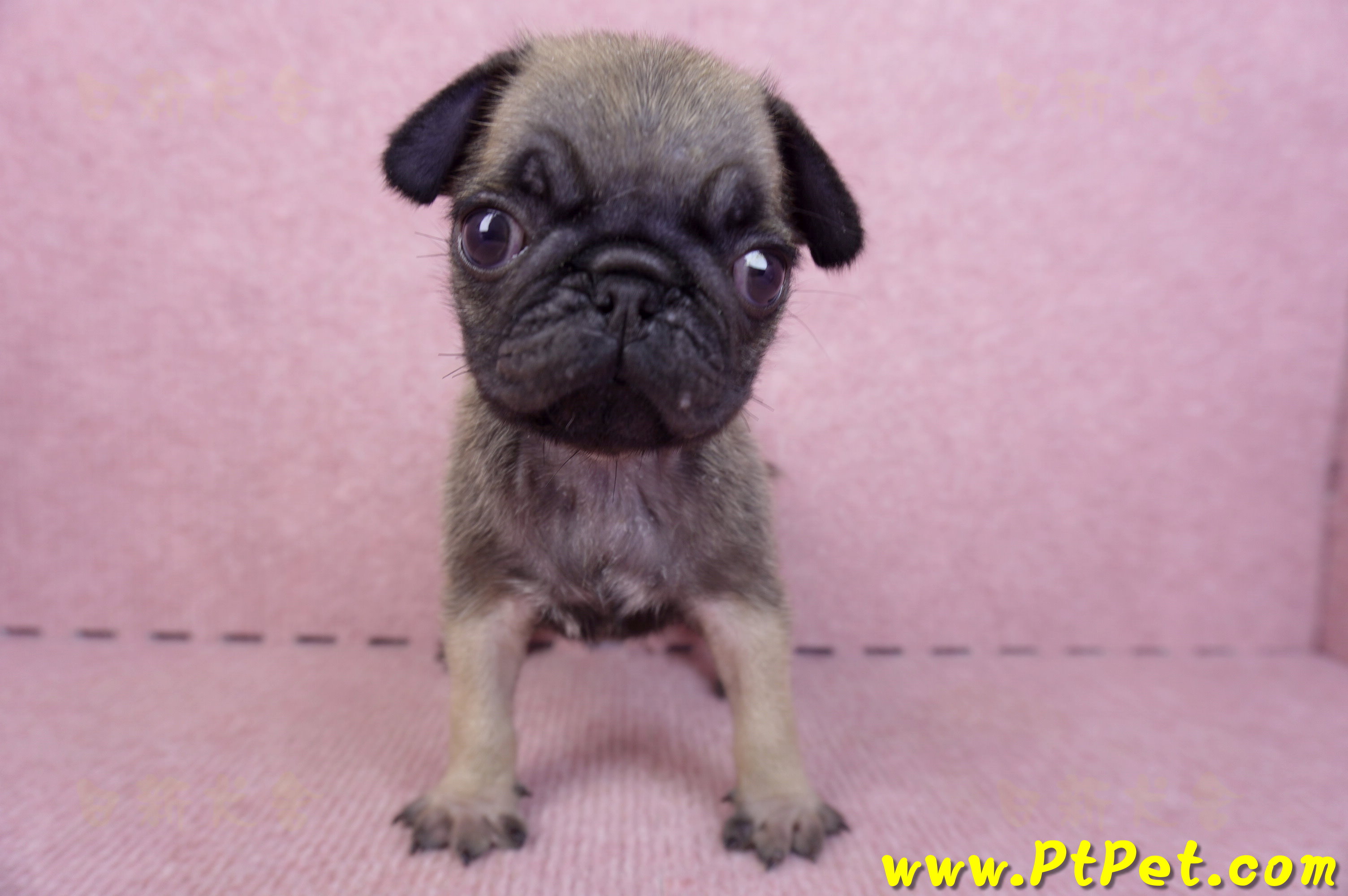 09/08巴哥母幼犬2號(屏東新園)