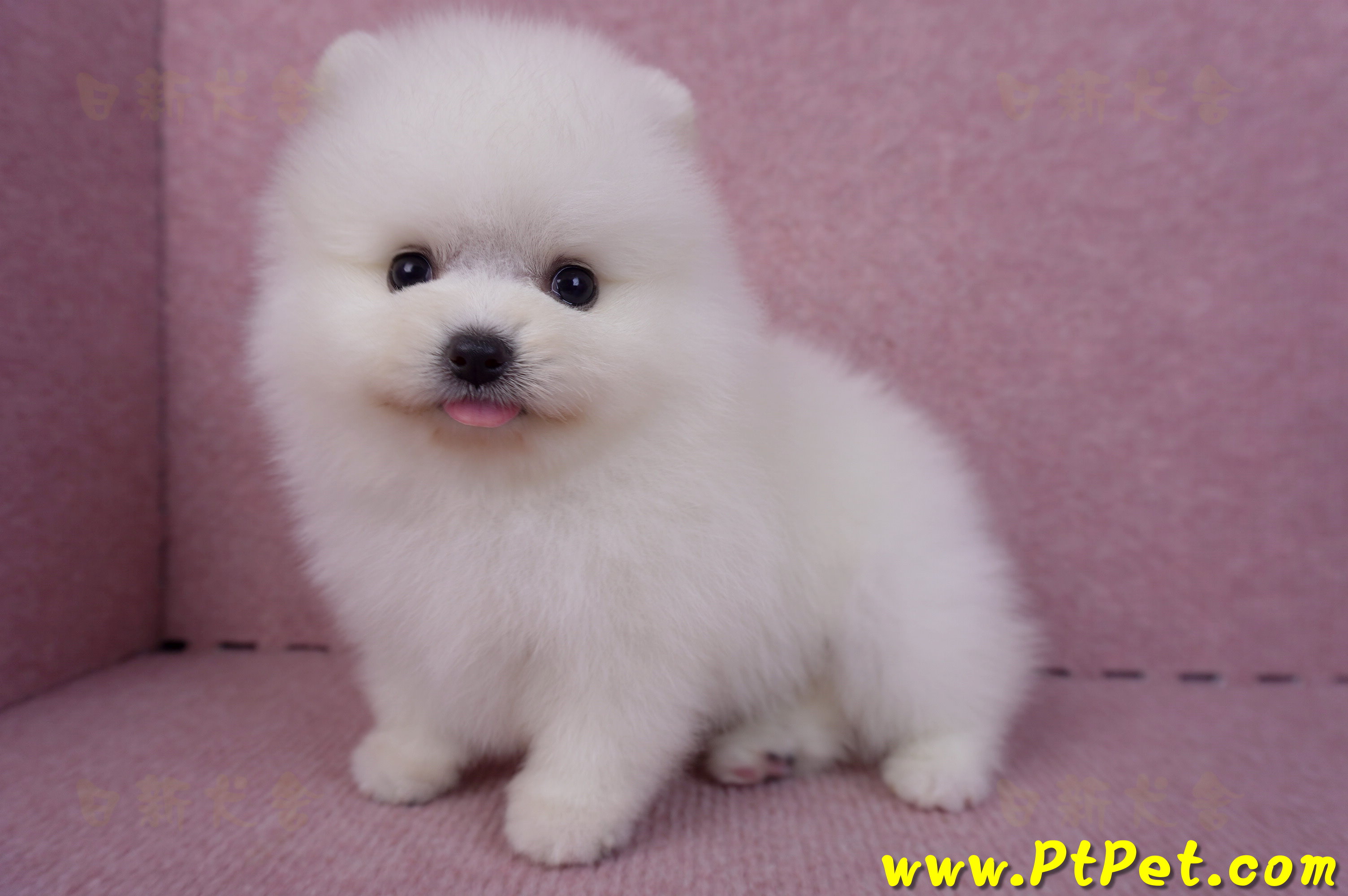 10/11松鼠白博美公幼犬2號