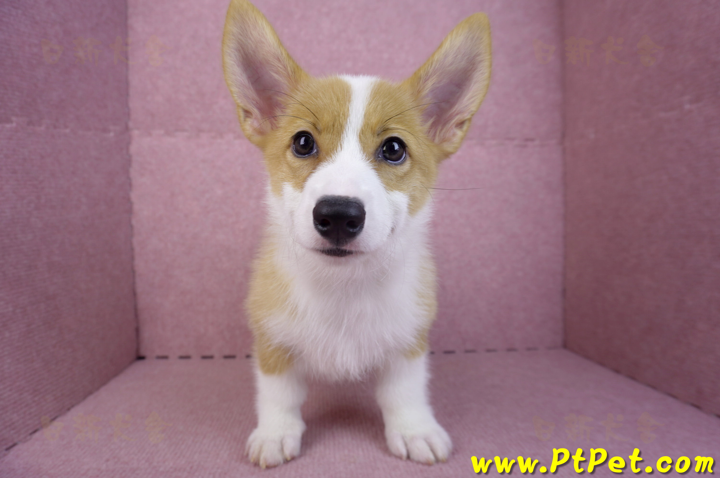 08/03雙色柯基犬母幼犬