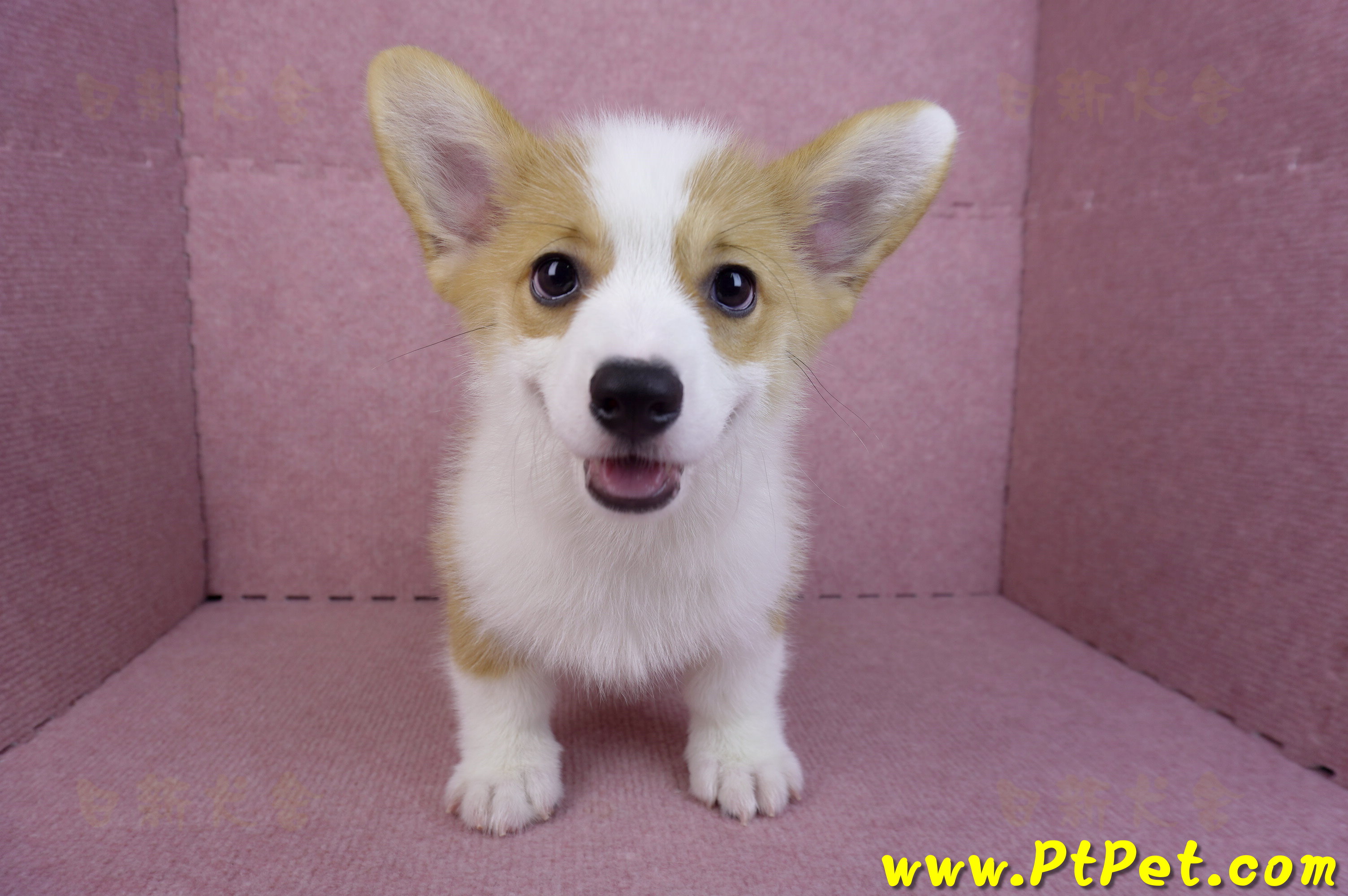 08/05雙色柯基犬公幼犬(新北新店)