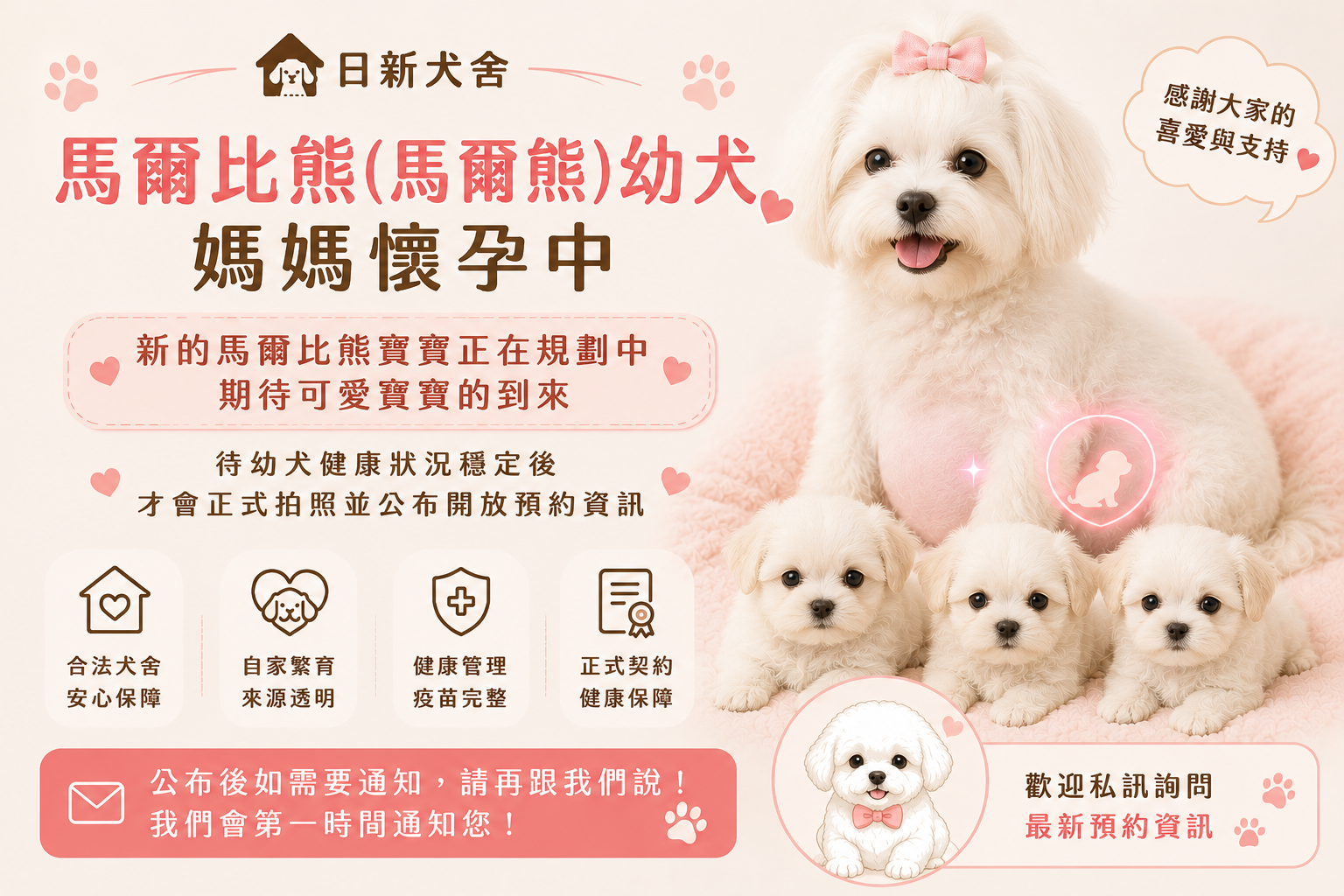 馬爾比熊,馬爾熊,Maltichon,マルティション,말티콘 강아지