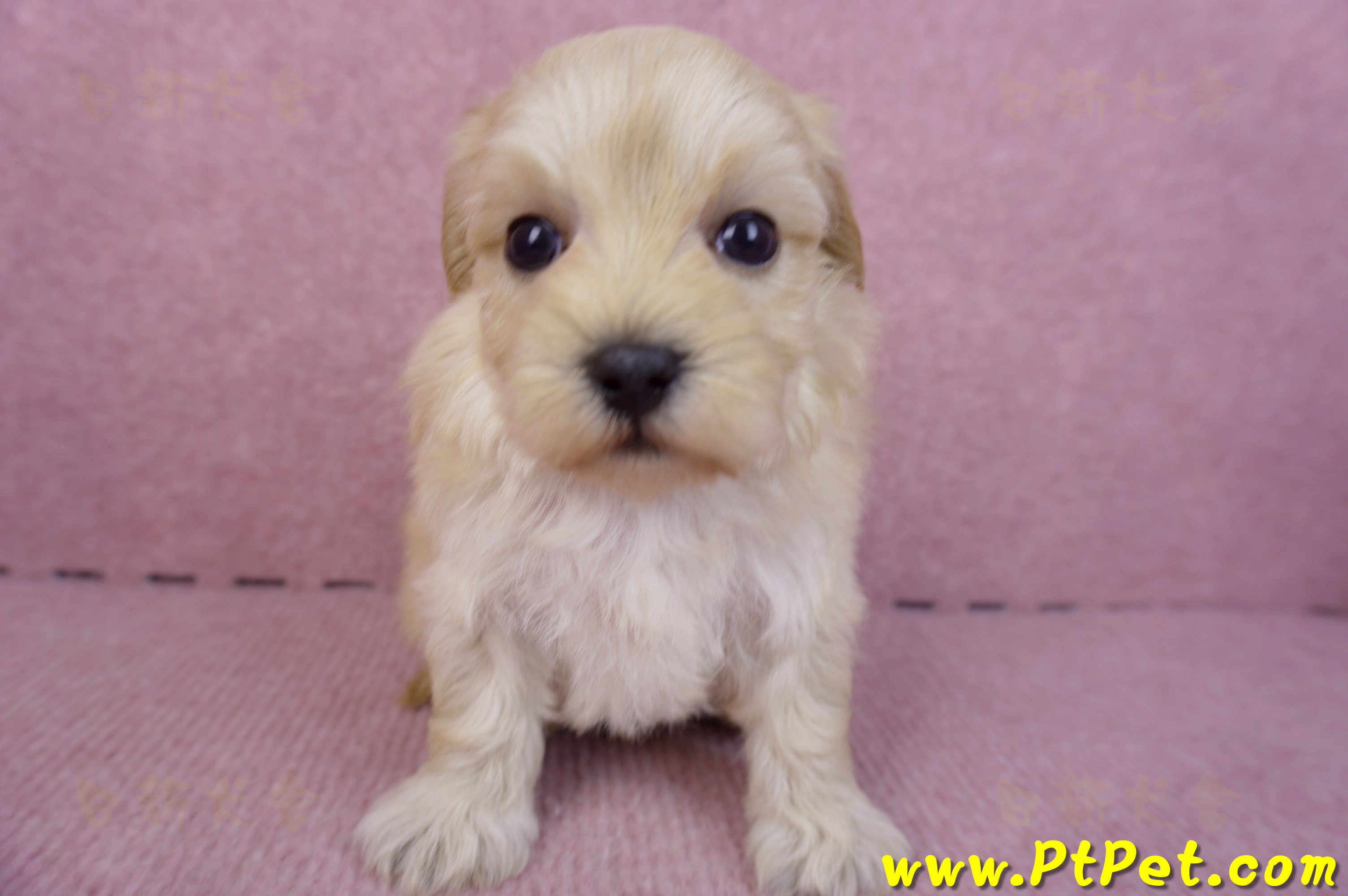 12/10馬爾泰迪公幼犬2號