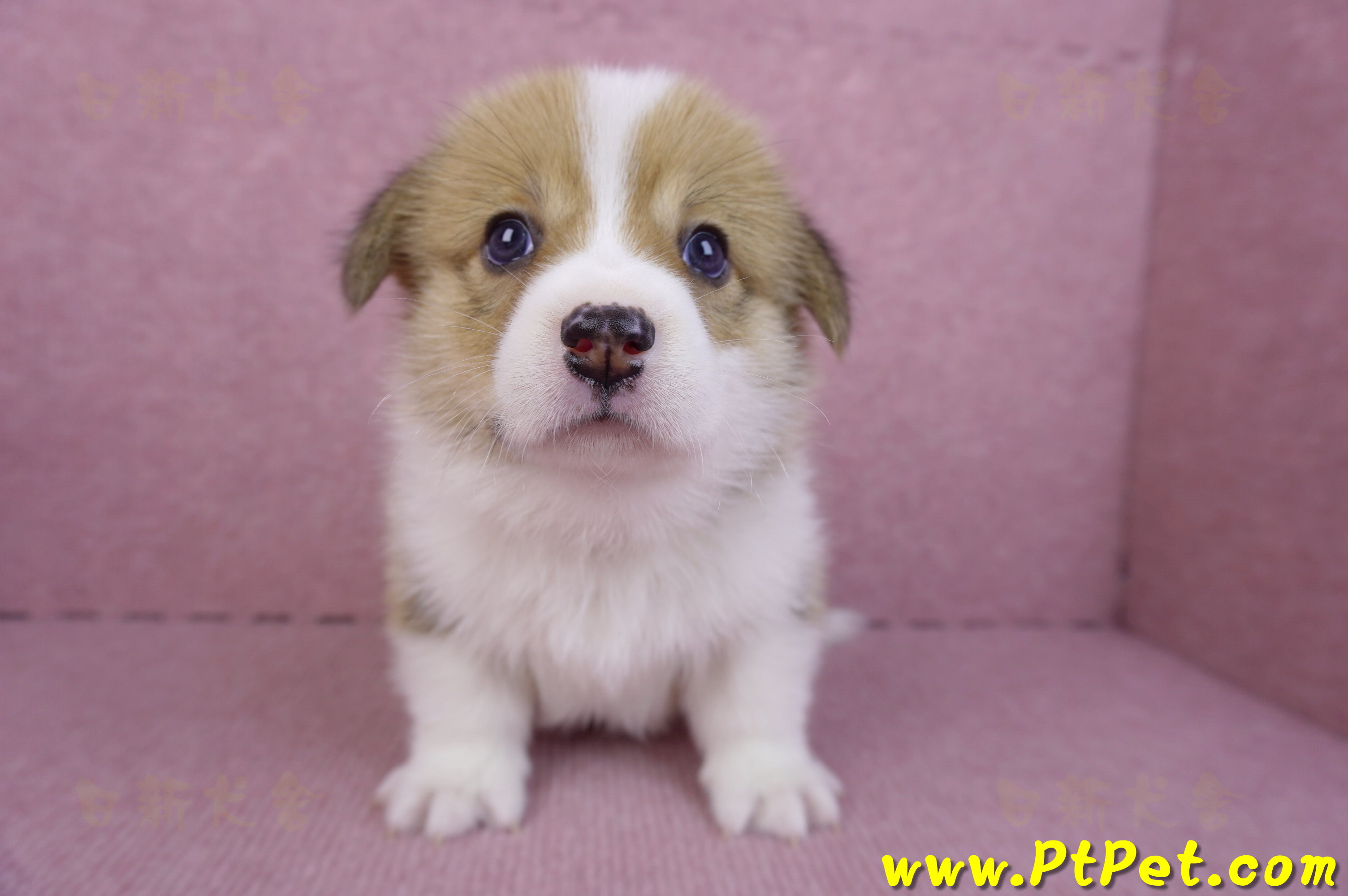 10/10雙色柯基犬母幼犬1號