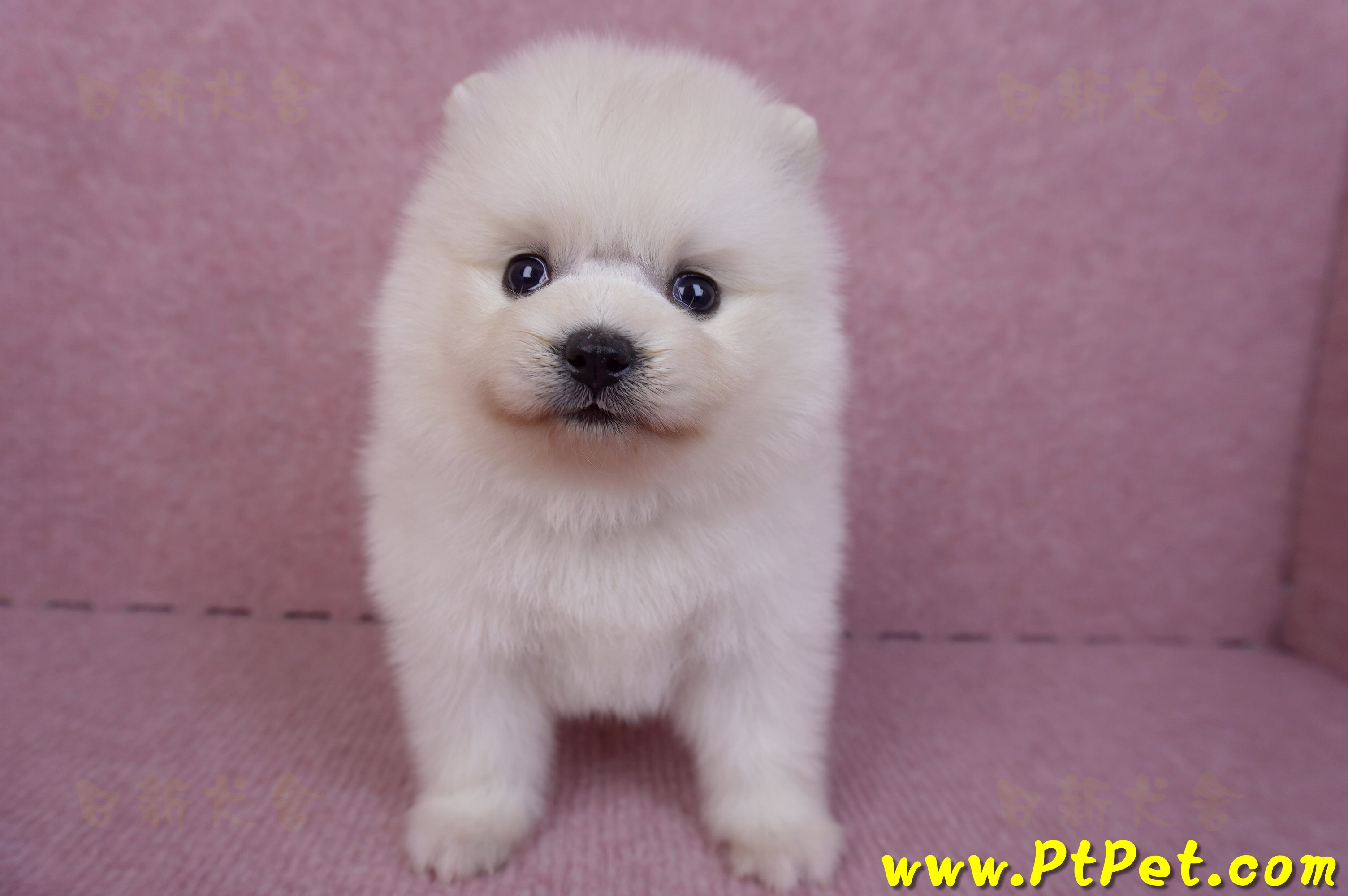 10/11松鼠白博美母幼犬