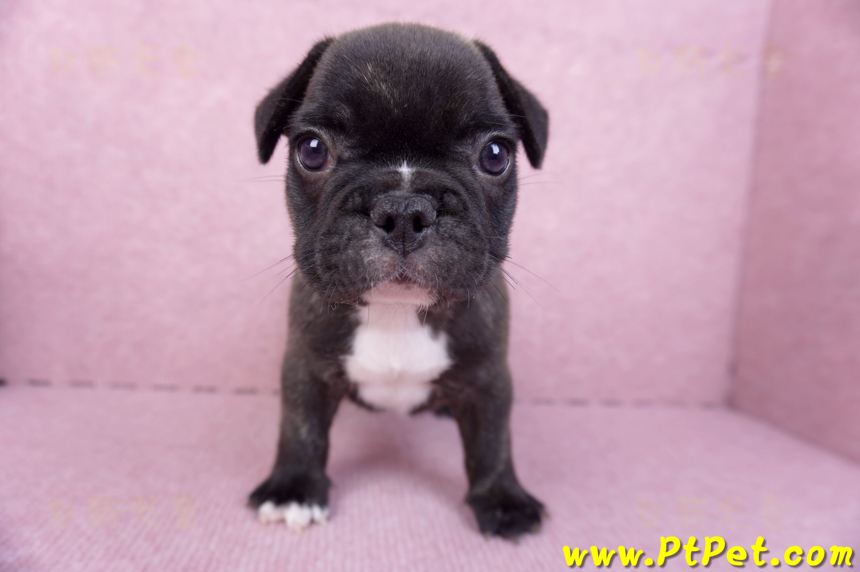 09/18虎斑色法國鬥牛母幼犬1號