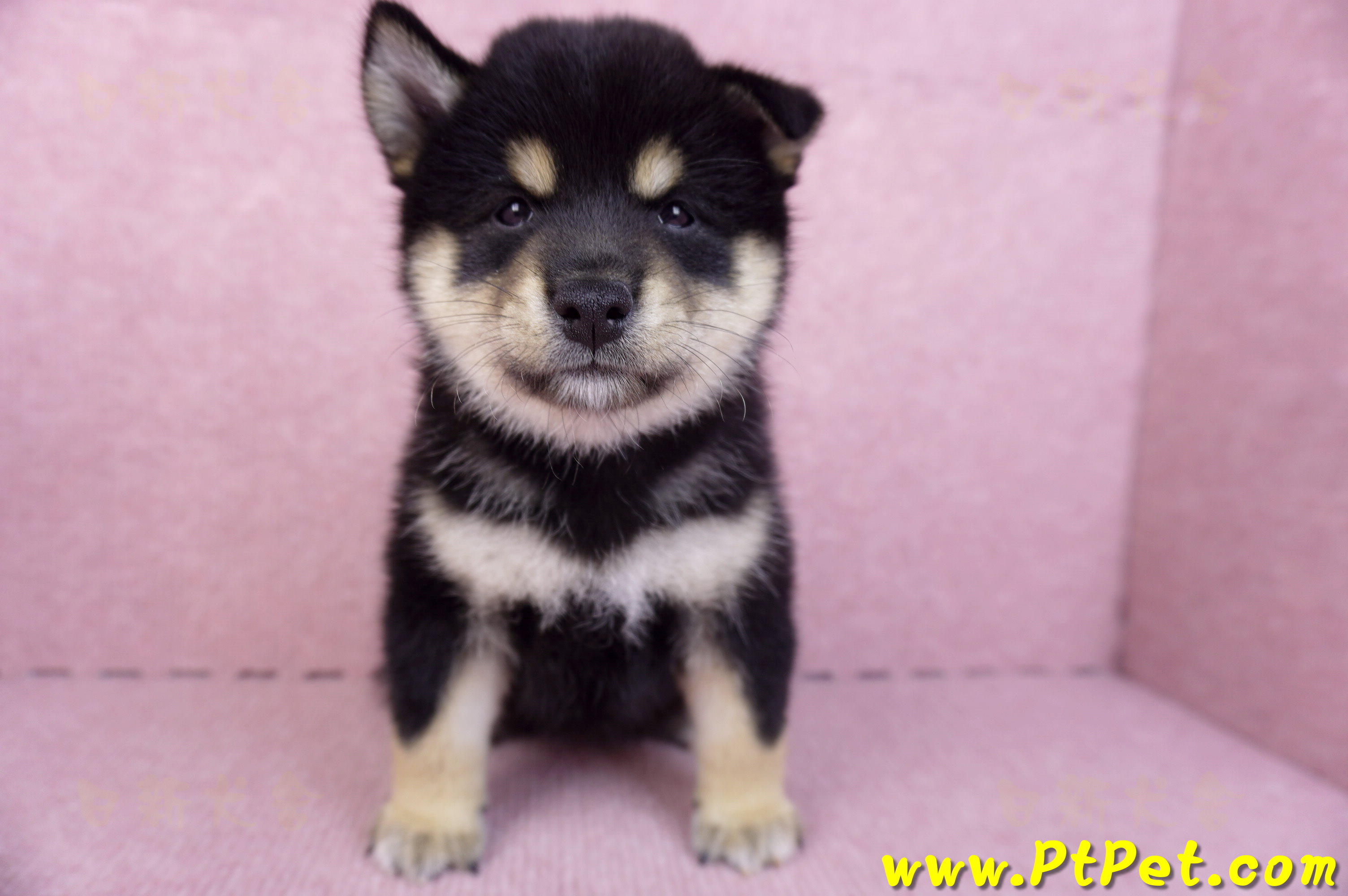 10/15黑色柴犬母幼犬