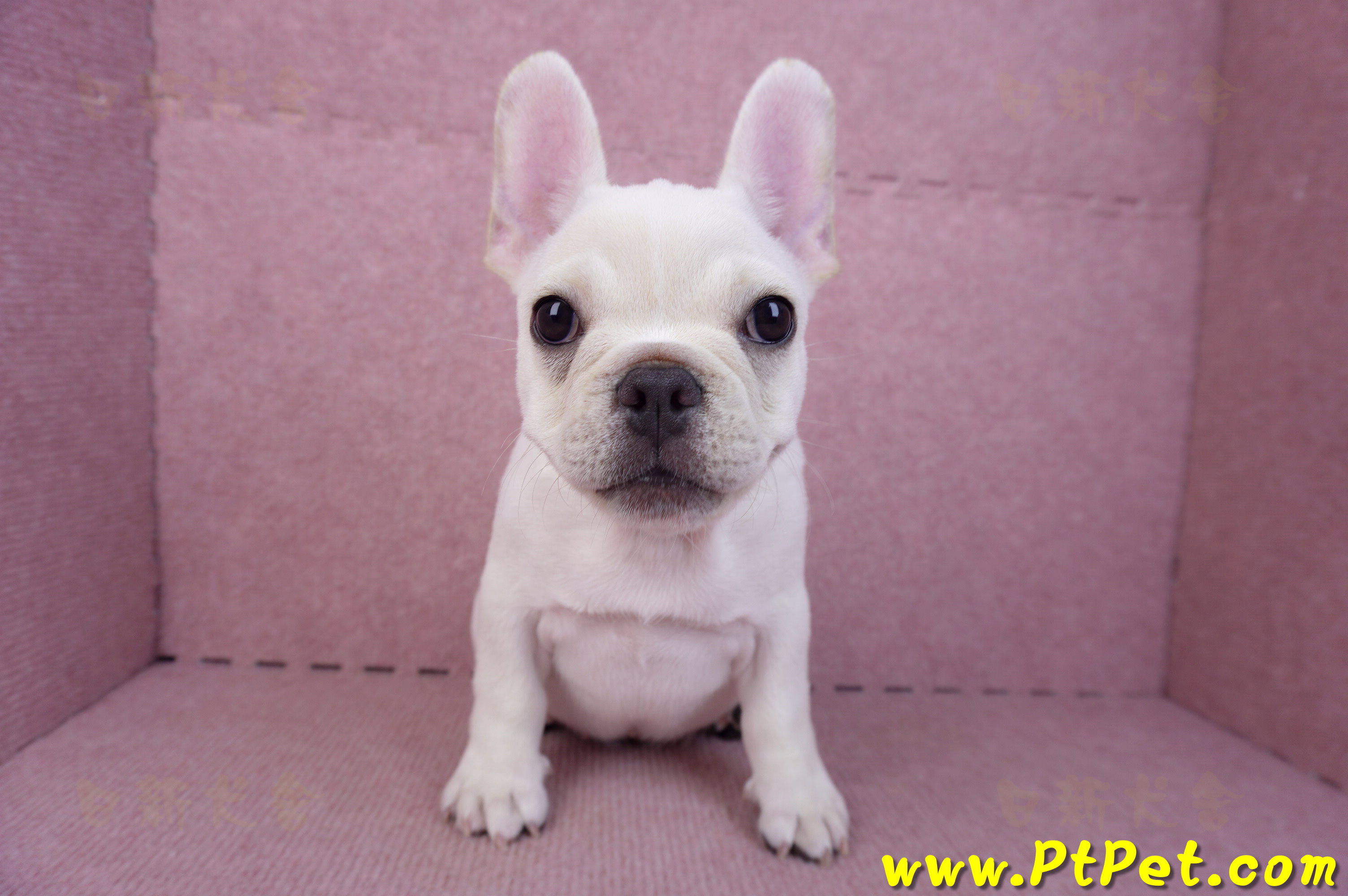 07/25奶油色法國鬥牛母幼犬