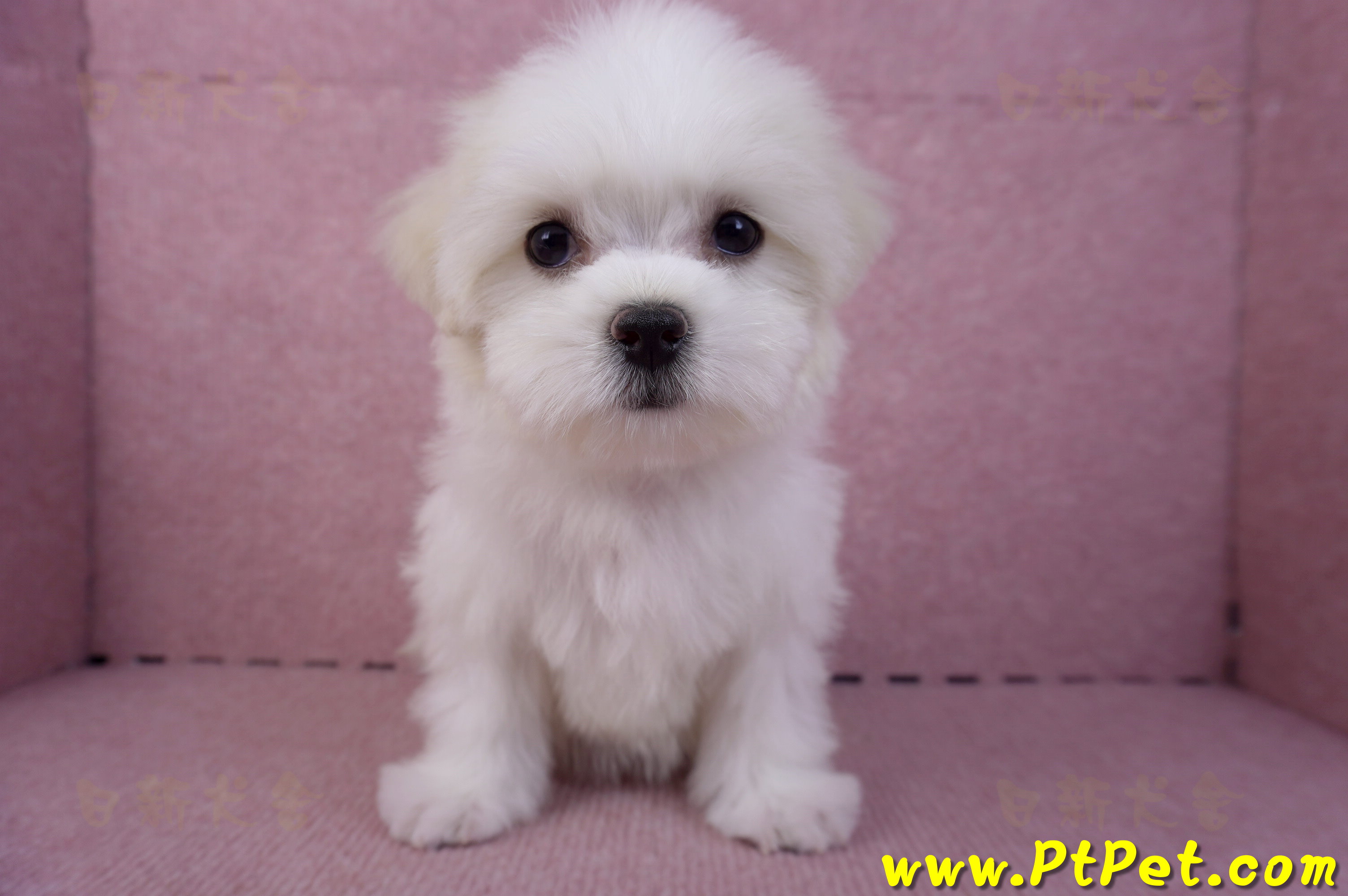 09/21馬爾濟斯母幼犬