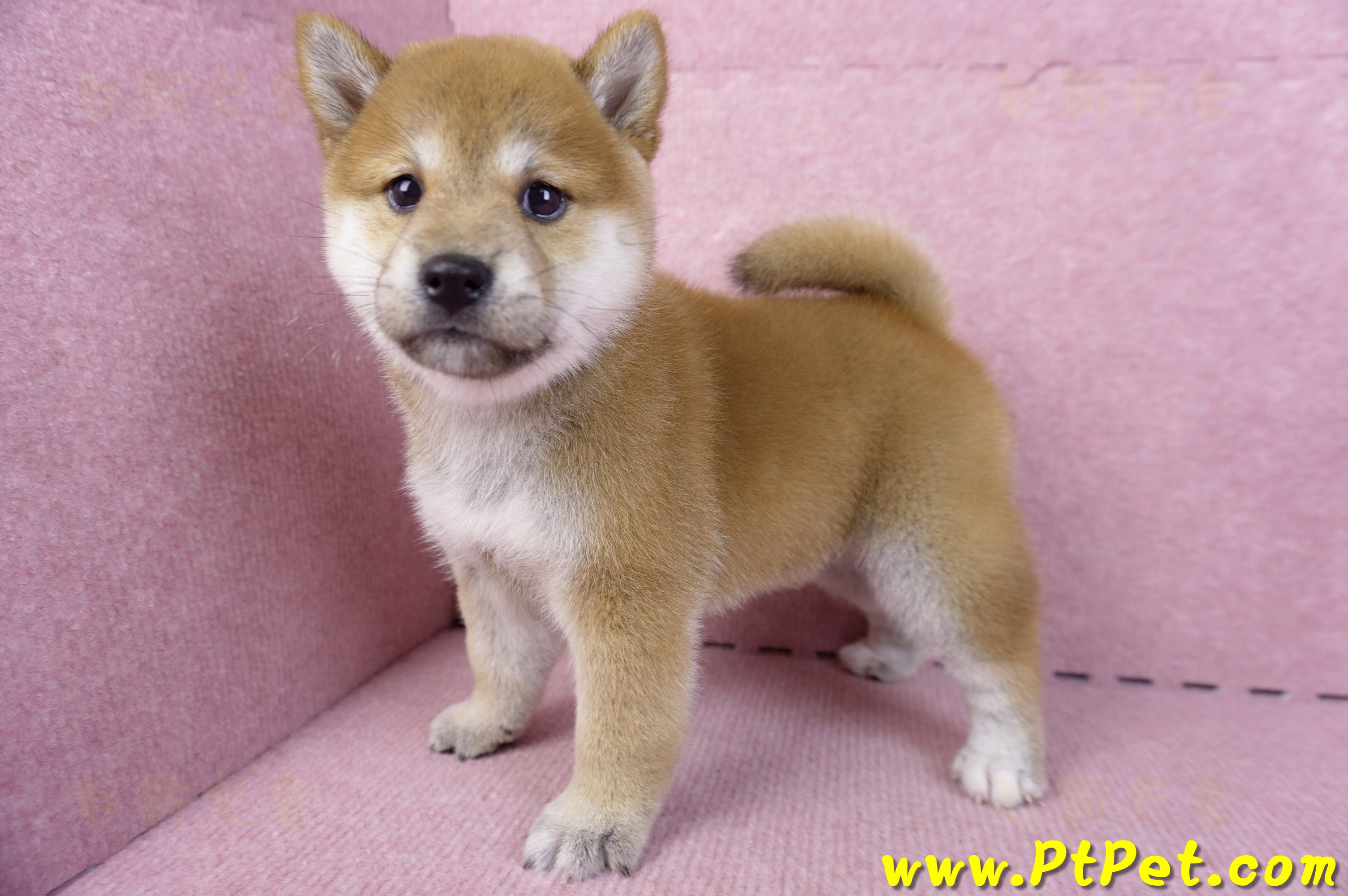 10/15赤色柴犬母幼犬