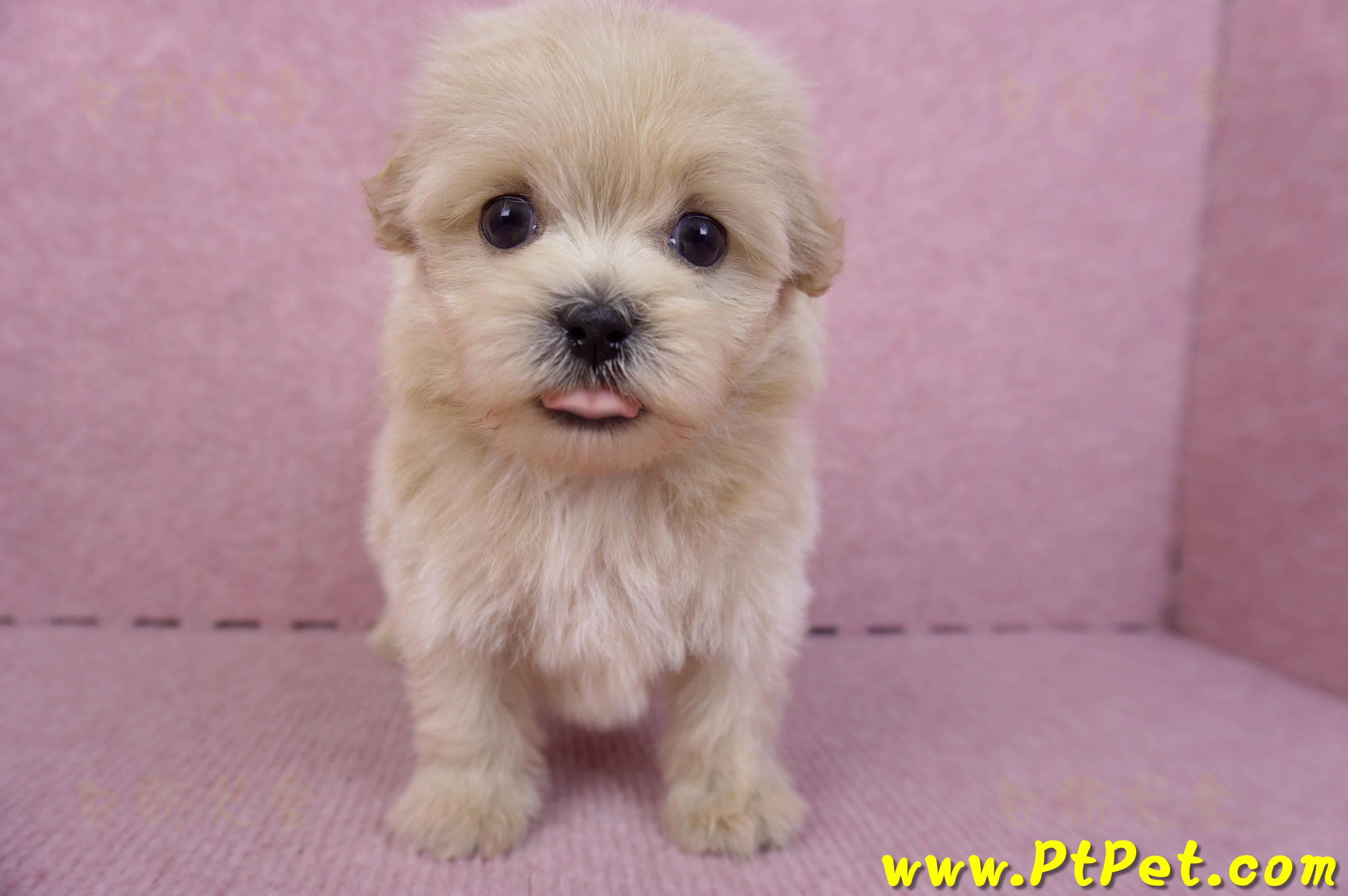 10/13馬爾泰迪公幼犬2號