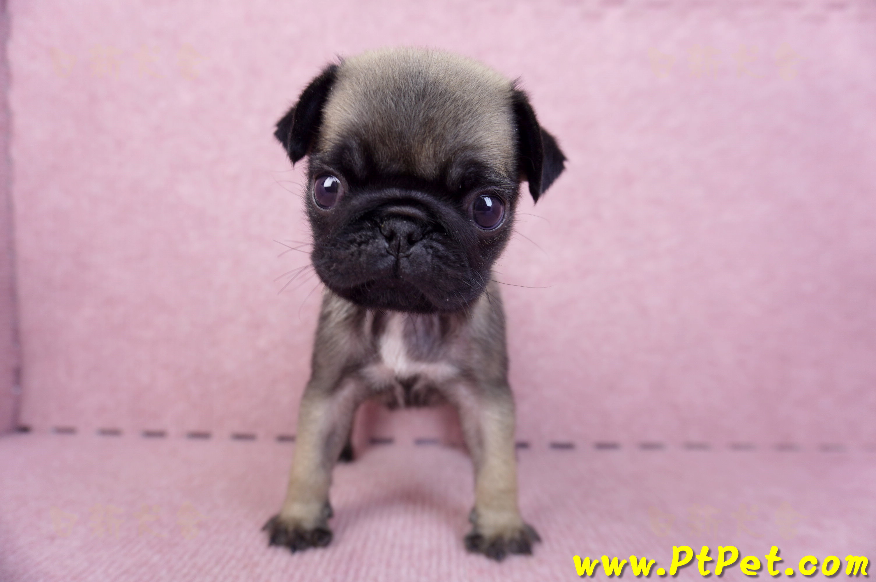 09/08巴哥母幼犬2號(桃園楊梅)