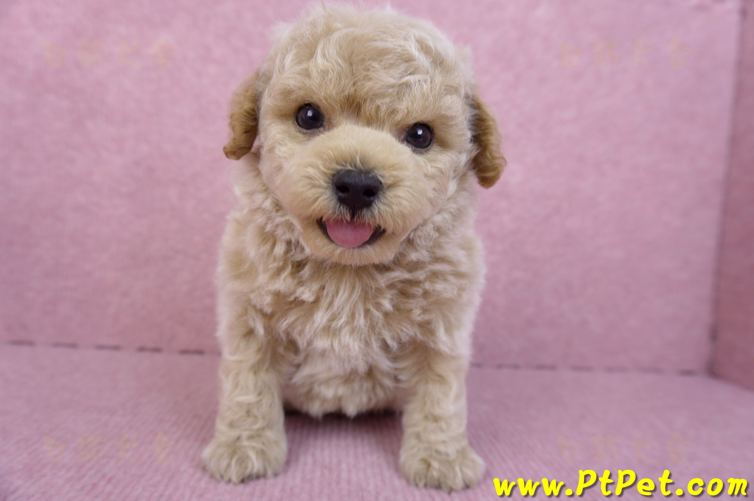 09/23泰迪比熊公幼犬(苗栗苑裡)