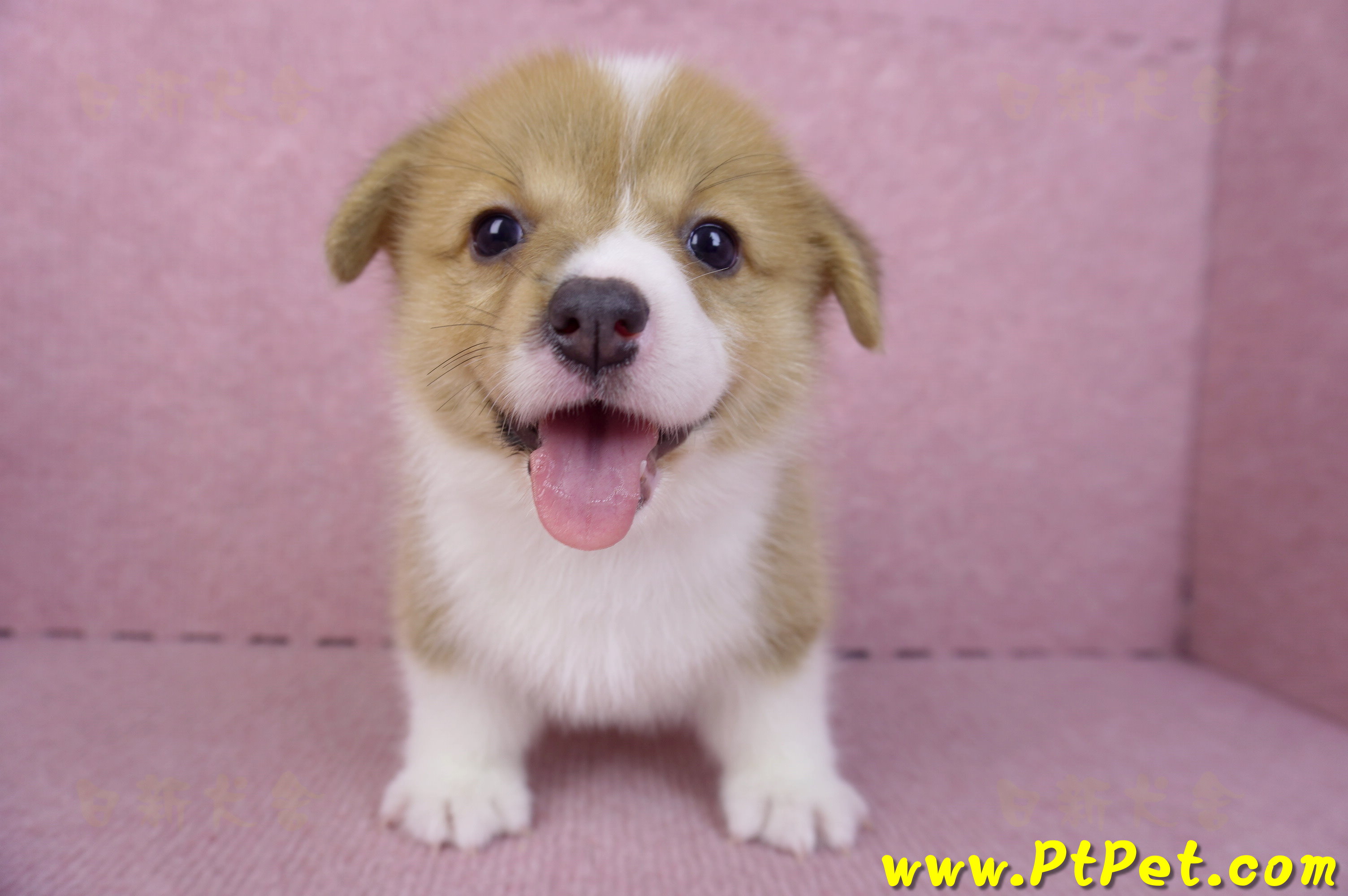 10/10雙色柯基犬母幼犬2號