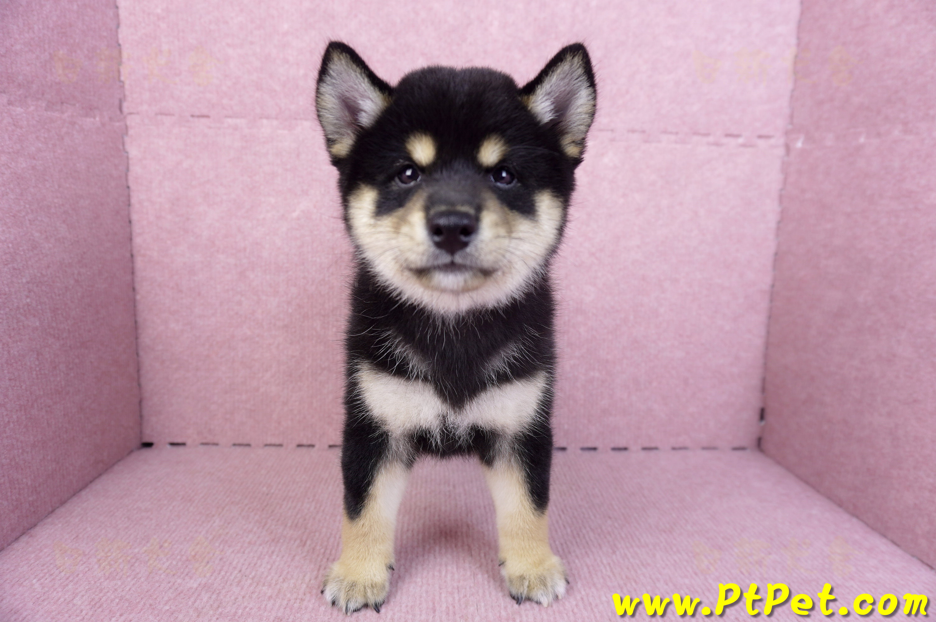 10/15黑色柴犬母幼犬