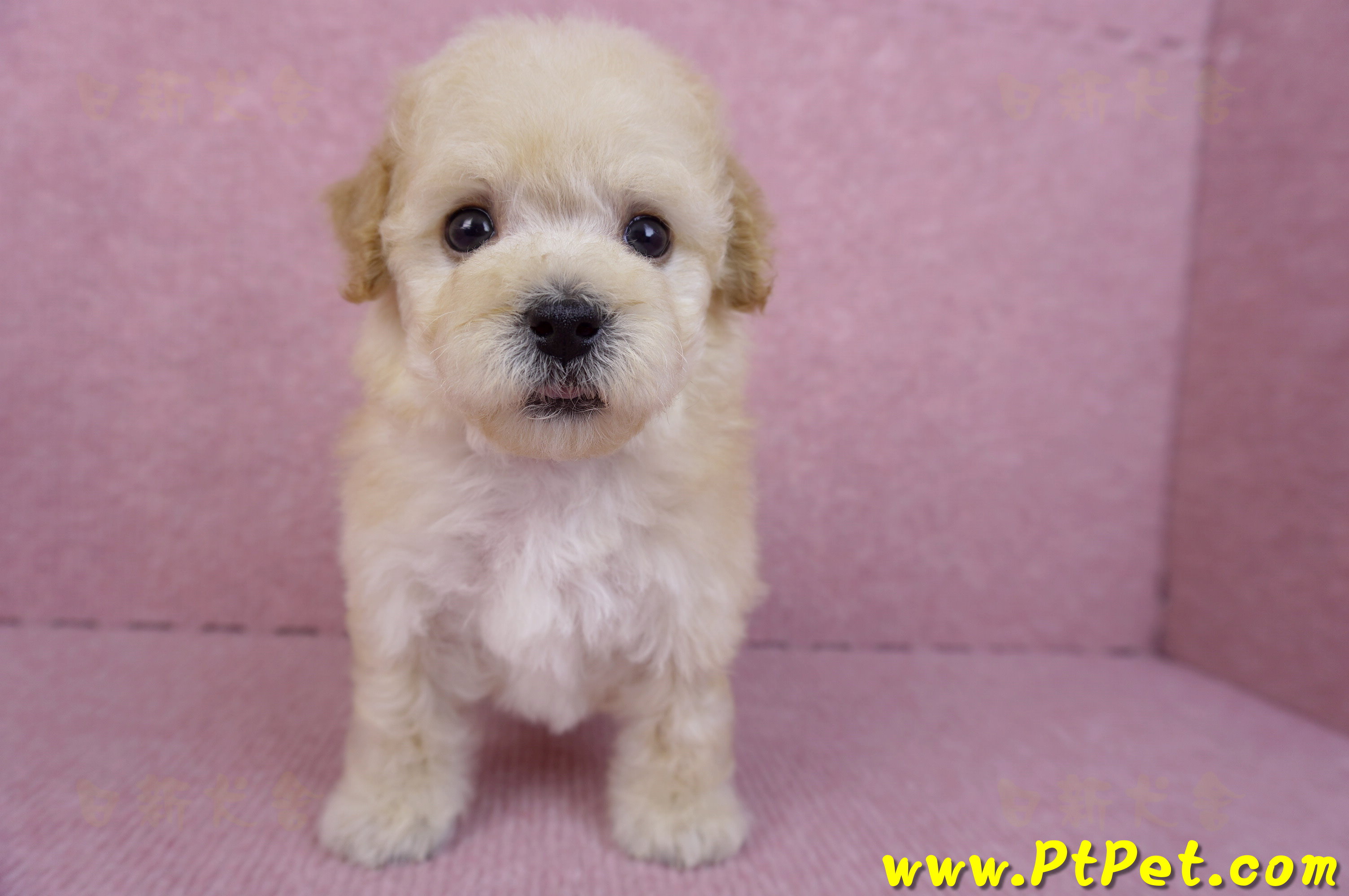 09/23泰迪比熊母幼犬4號