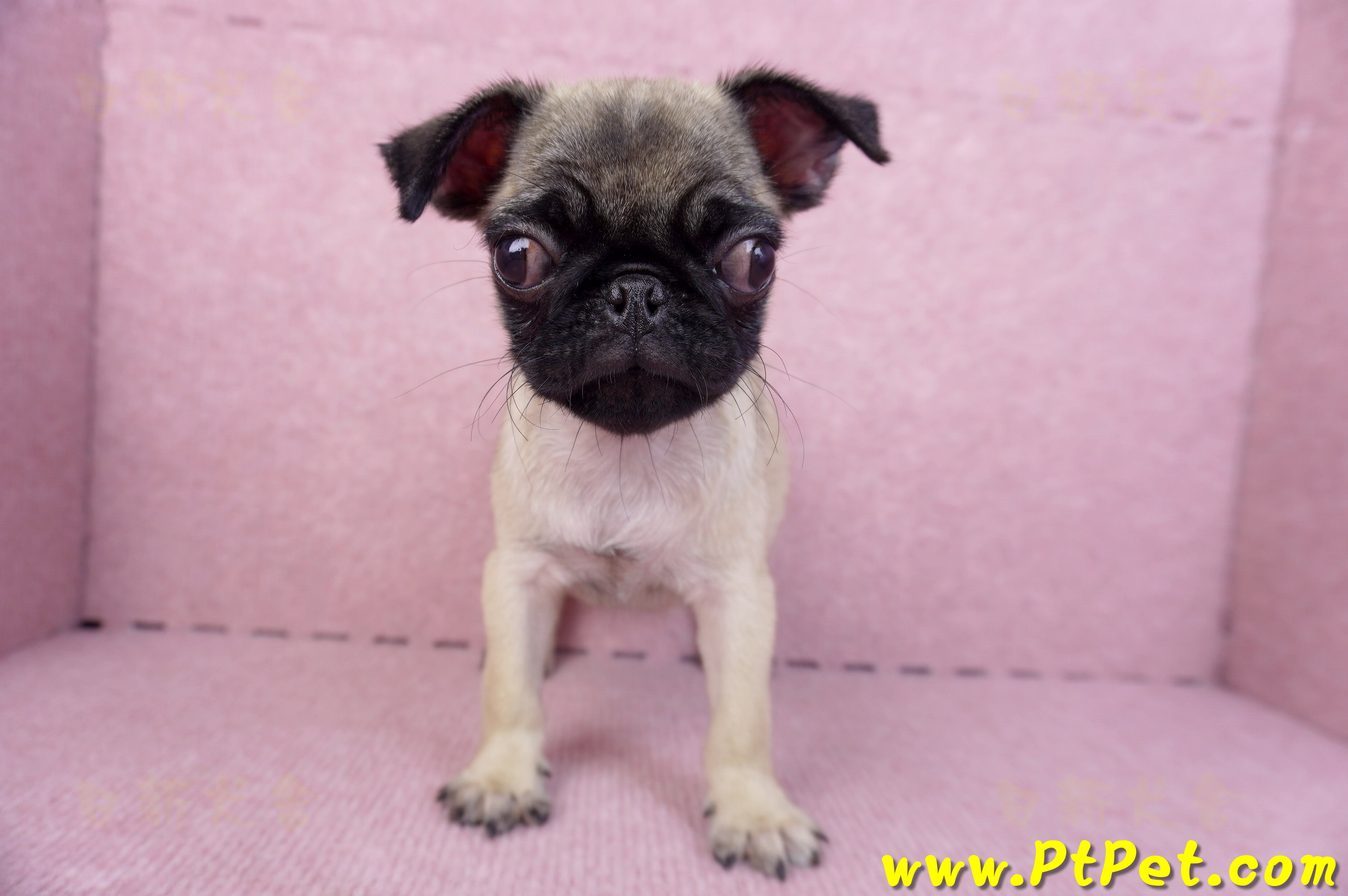 09/08巴哥母幼犬