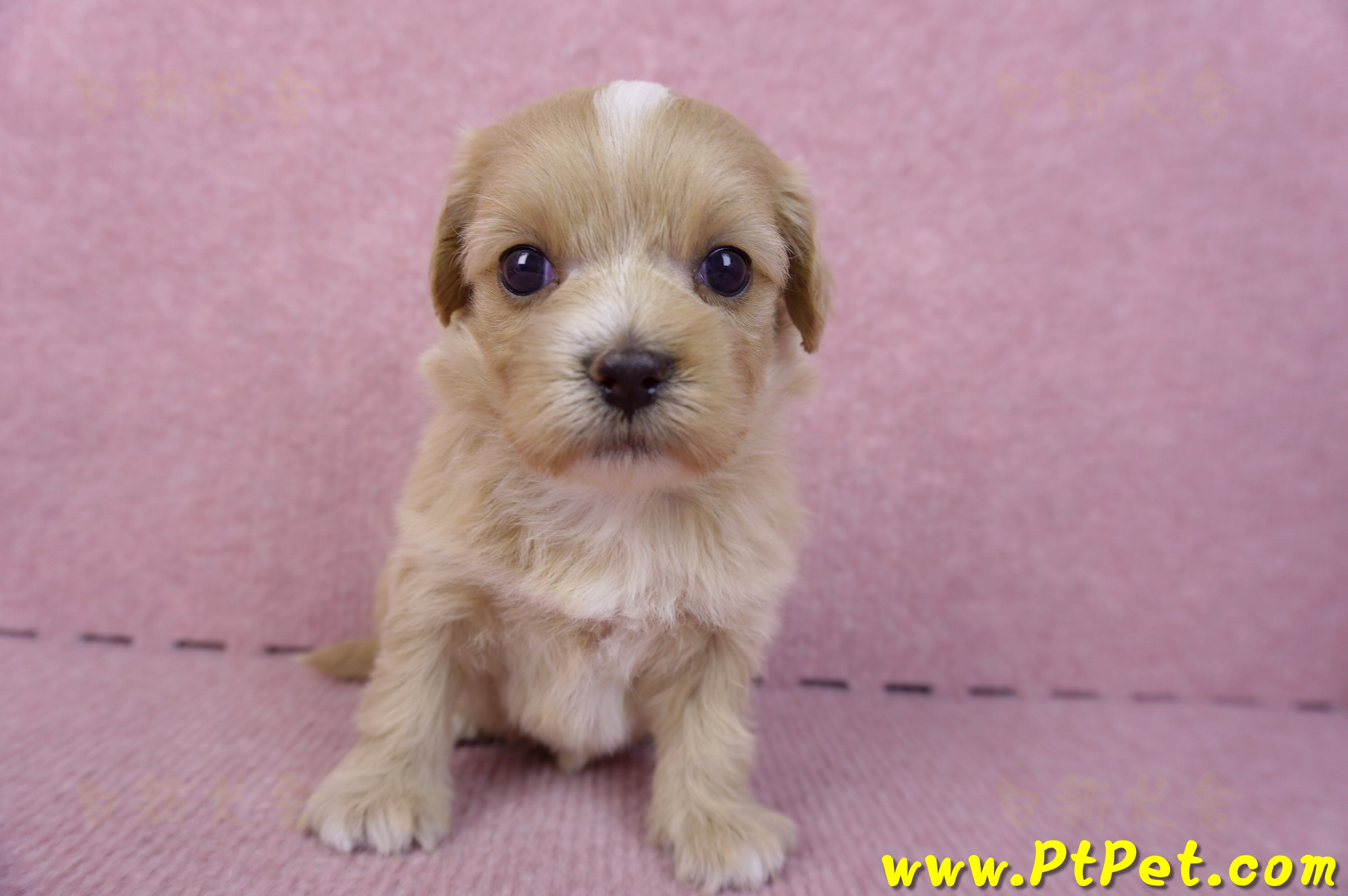 10/18馬爾泰迪母幼犬1號