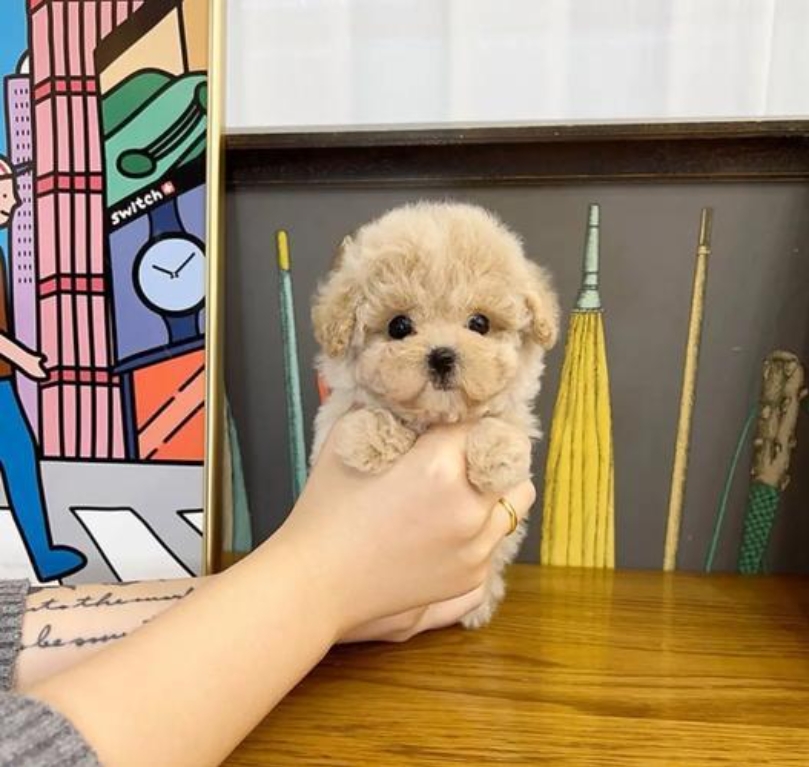 貴賓狗 poodle -日新犬舍 貴賓狗 poodle -日新犬舍
