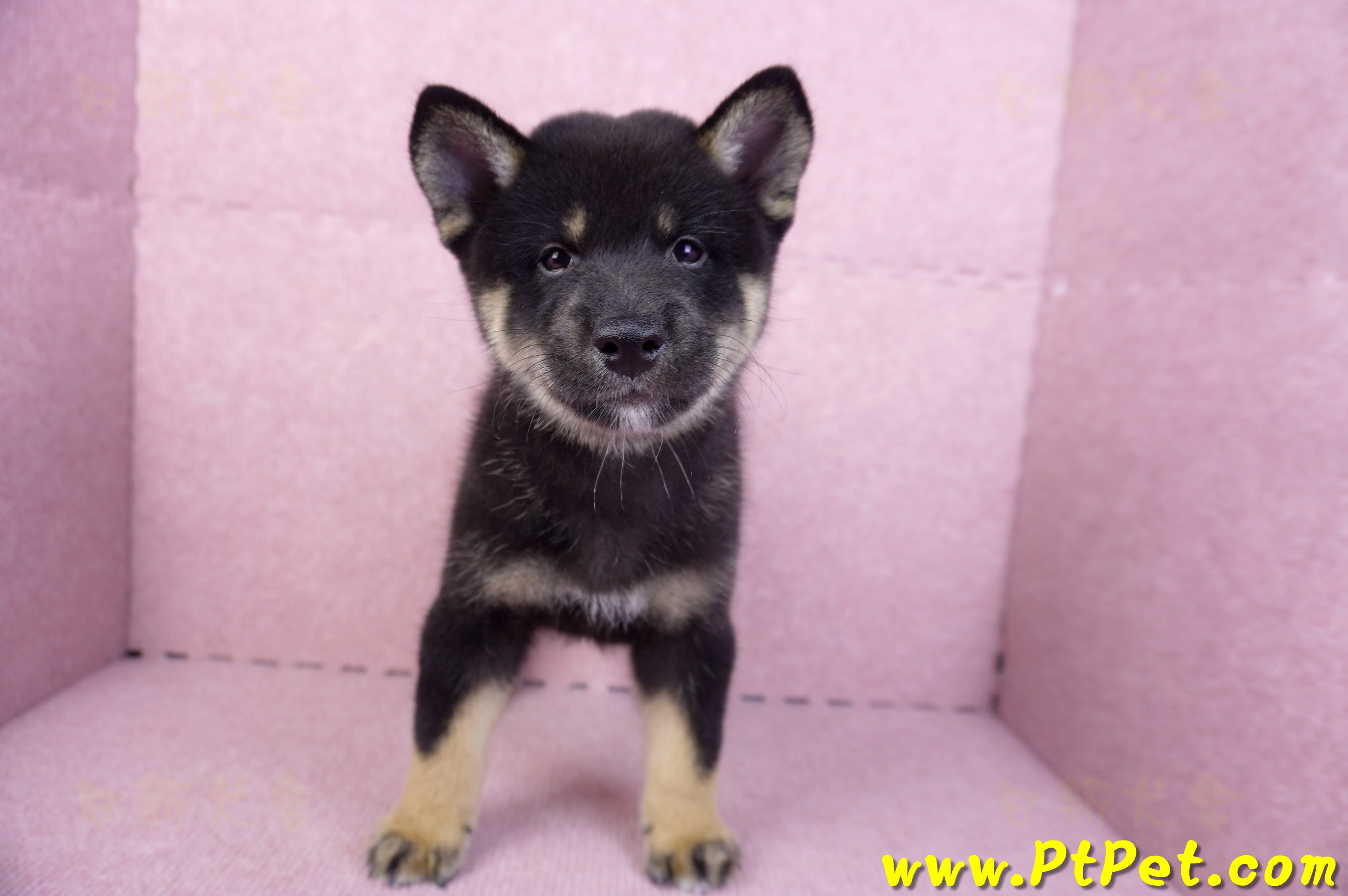 10/15黑色柴犬公幼犬