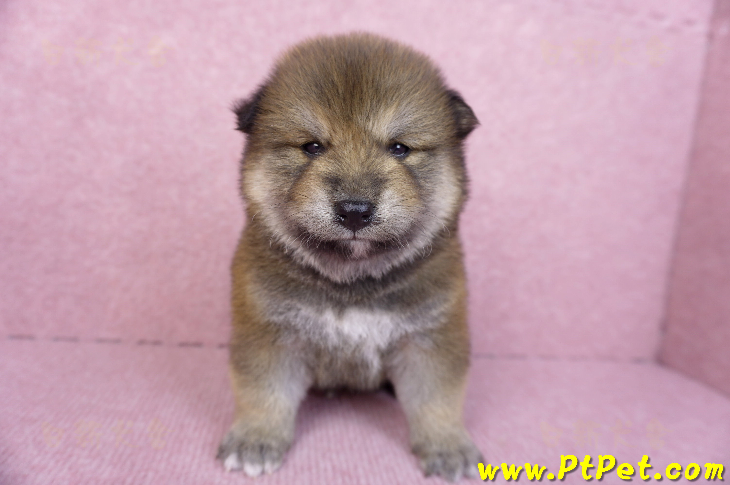 10/06赤色長毛柴犬公幼犬(高雄鼓山)