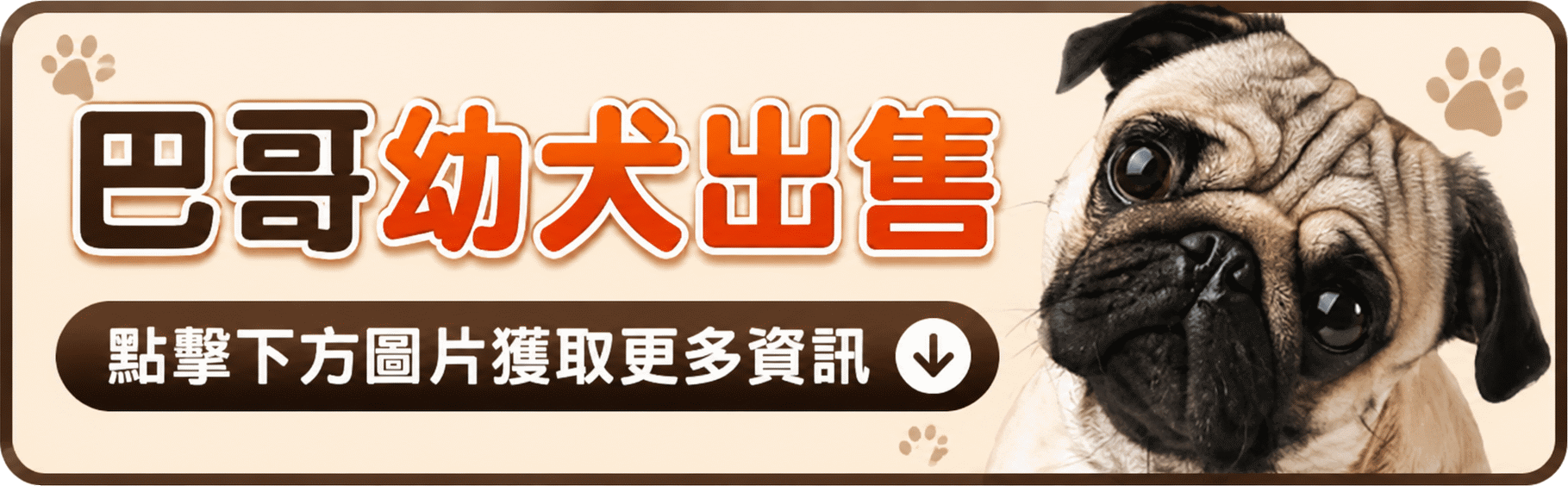 pug.gif