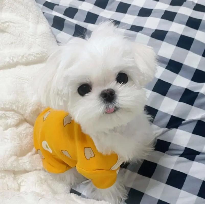 馬爾濟斯 Maltese - 日新犬舍
