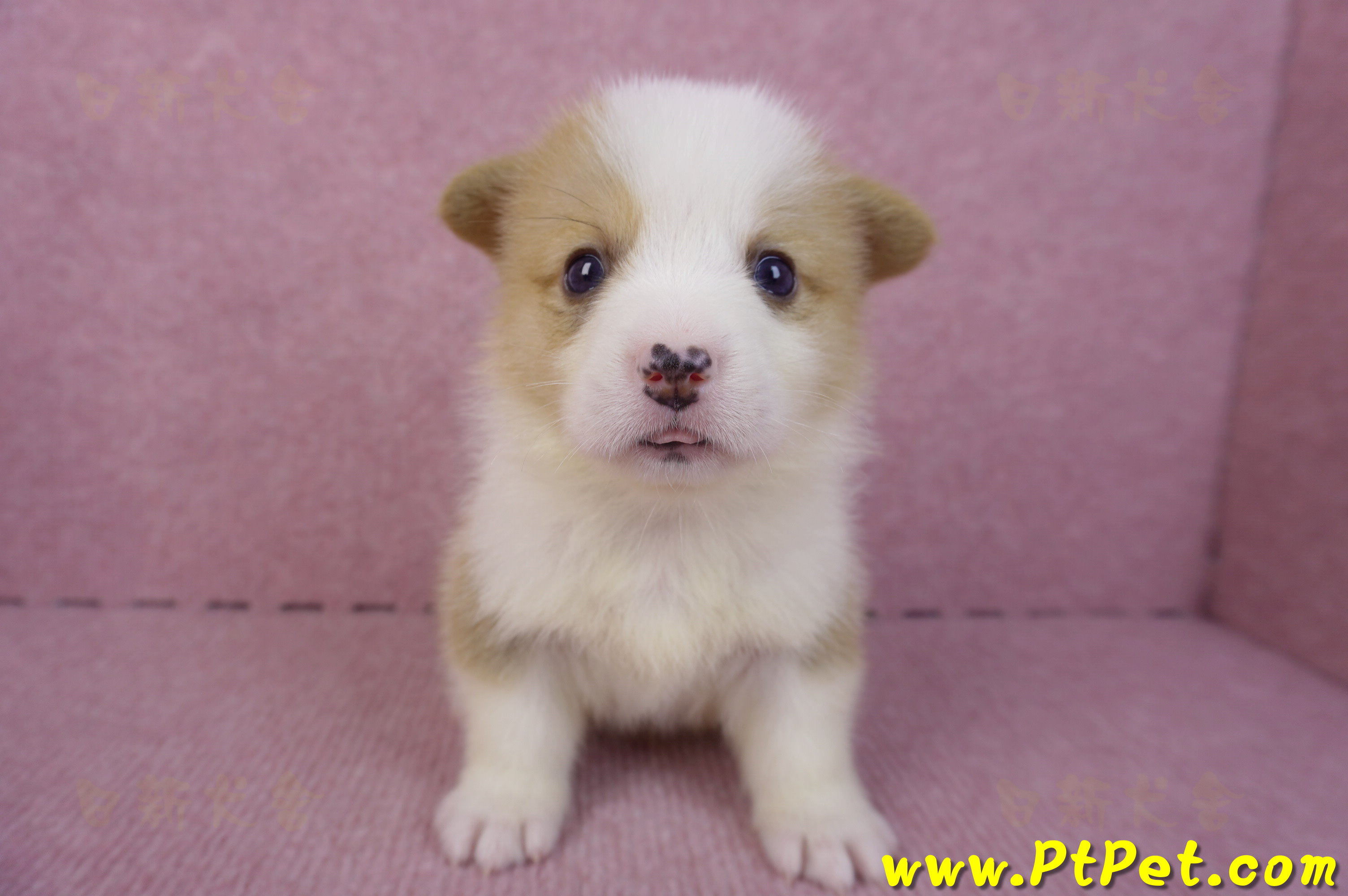 10/13雙色柯基犬公幼犬1號