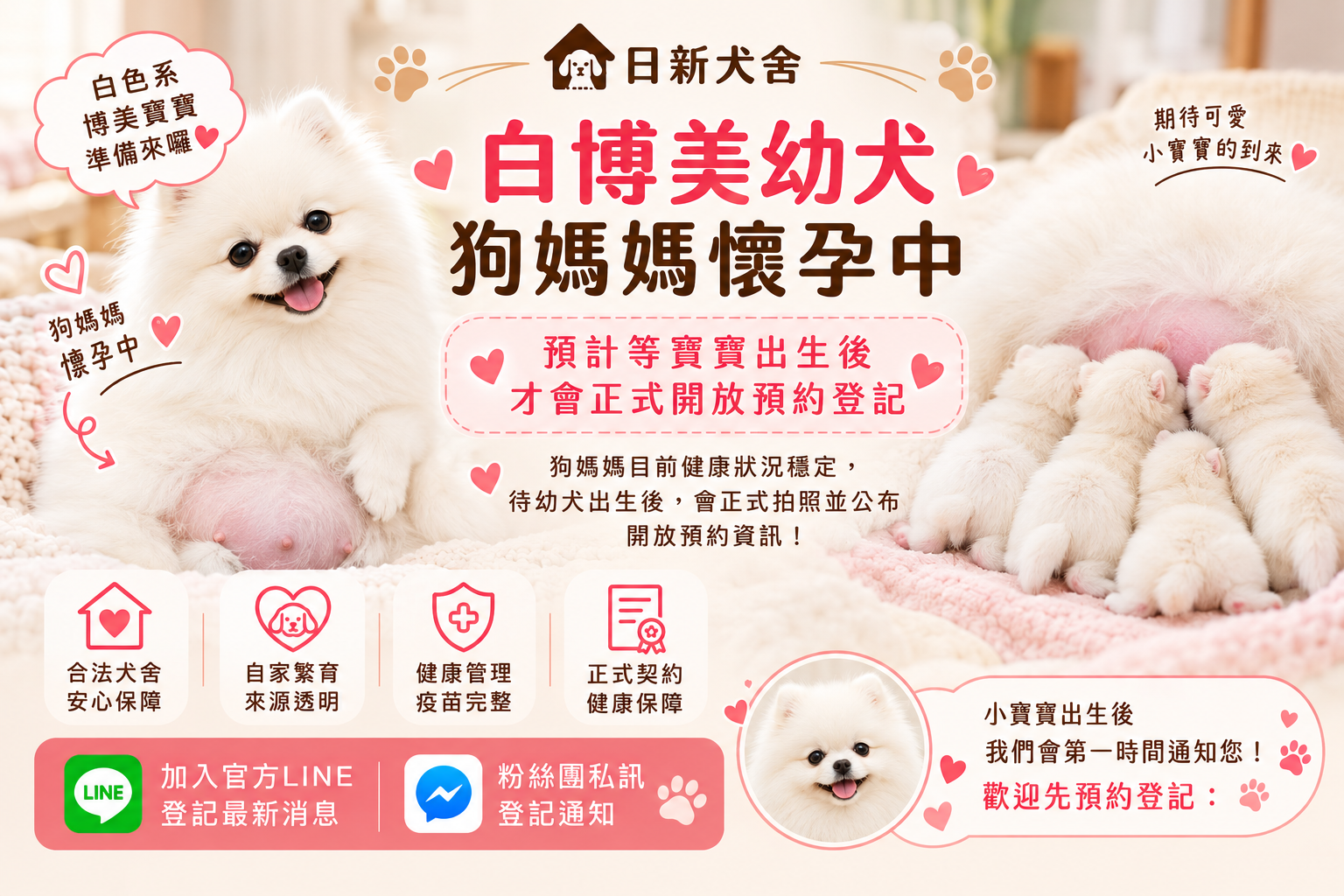 博美媽媽懷孕中