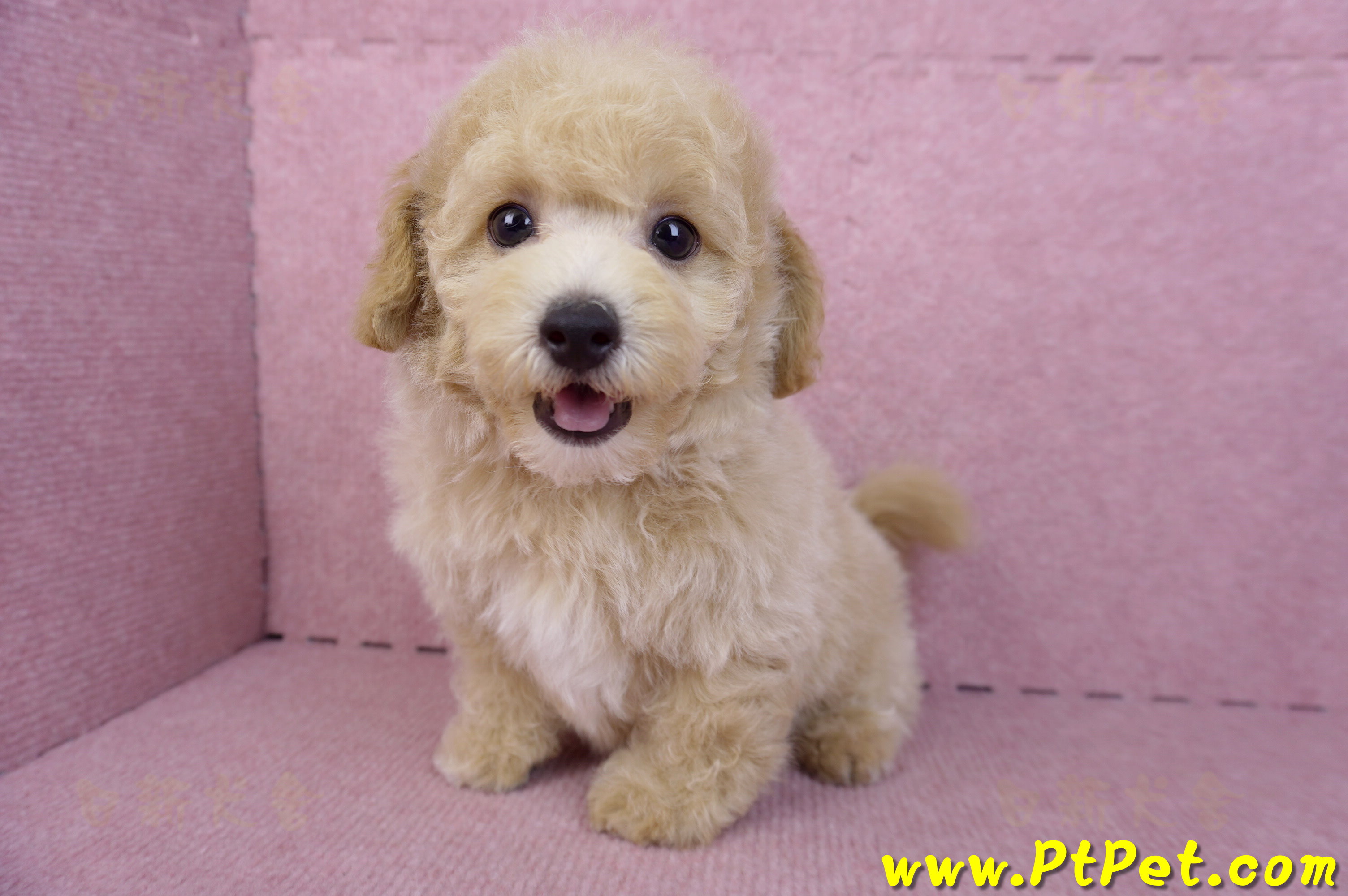 08/14泰迪比熊公幼犬4號(台中南區)