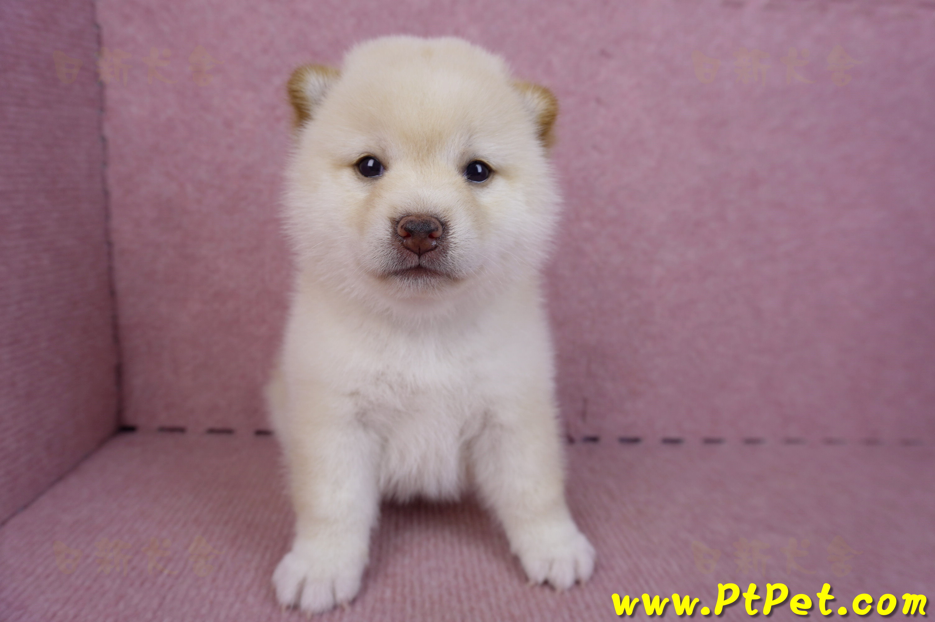 09/21白色柴犬母幼犬2號(高雄新興)