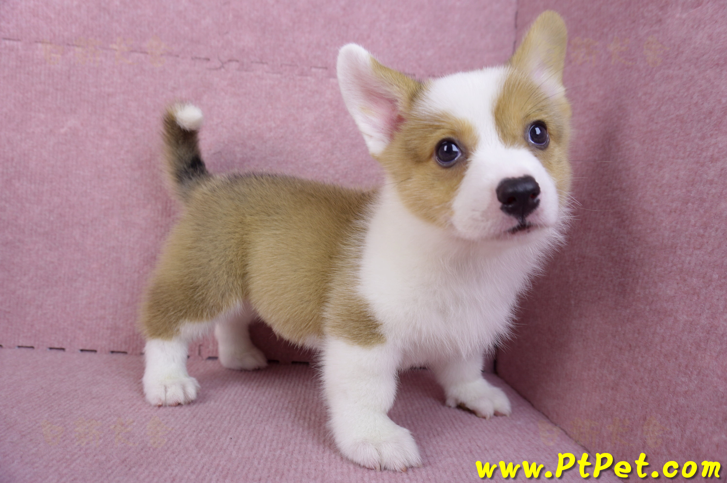 09/22雙色柯基犬公幼犬