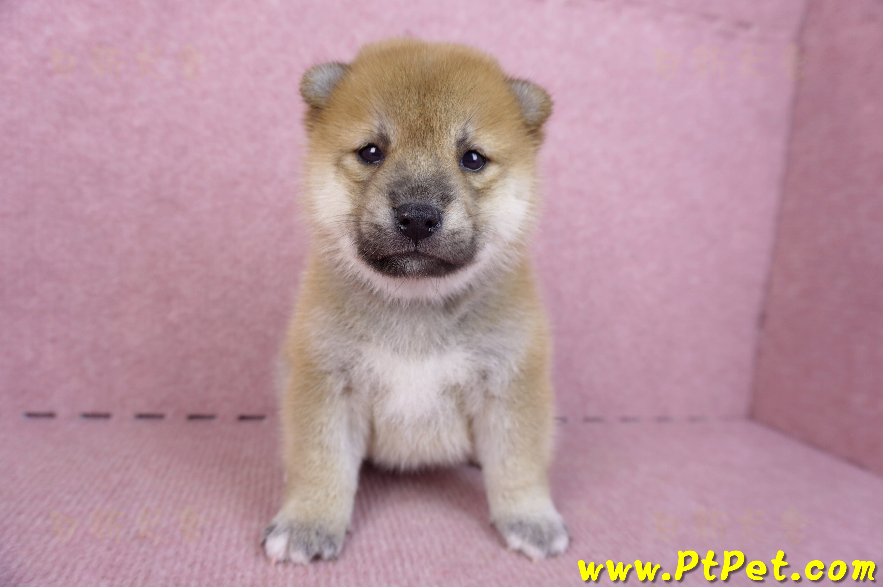 09/21赤色柴犬母幼犬1號(高雄橋頭)