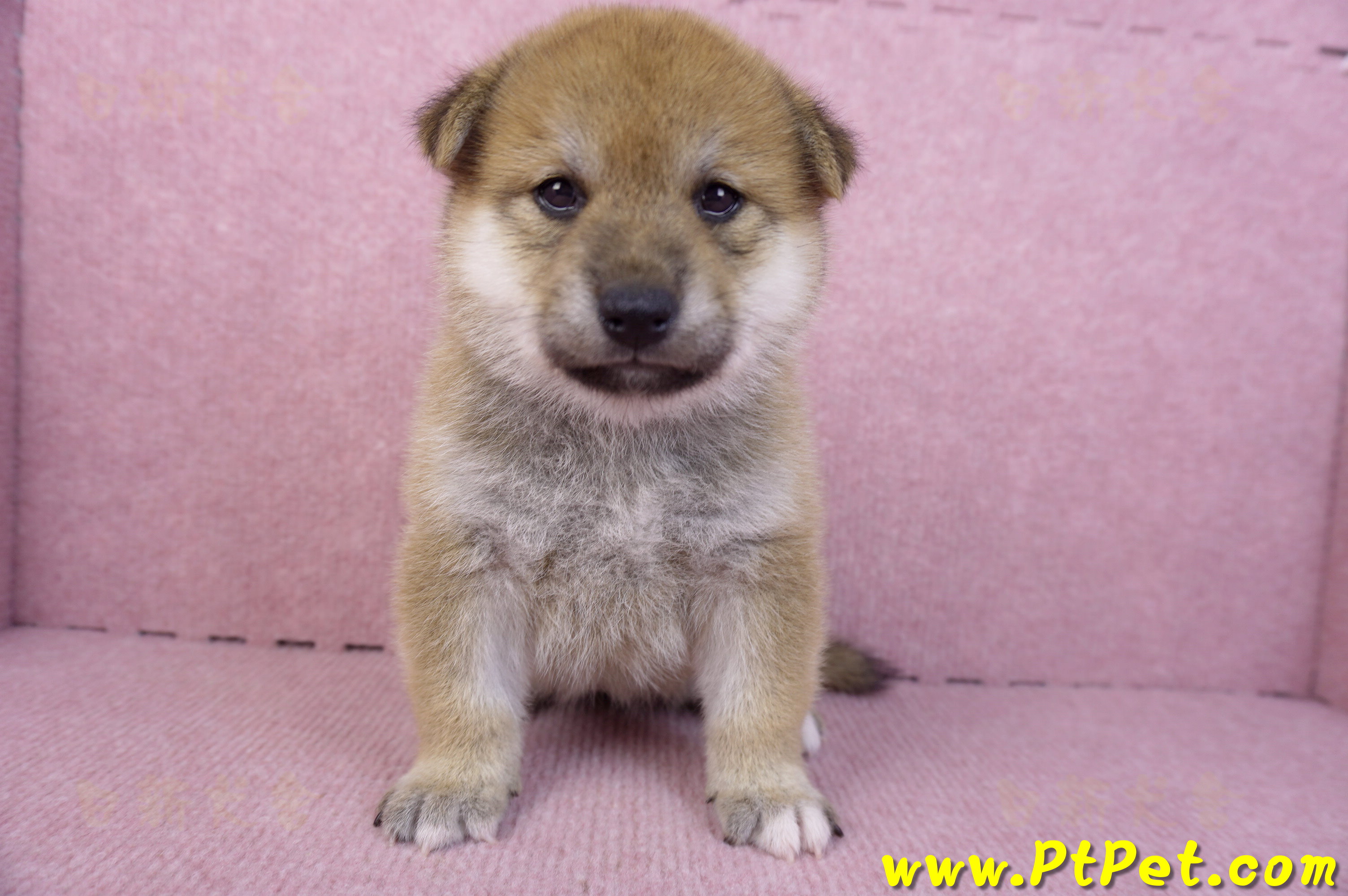 12/10赤色柴犬母幼犬