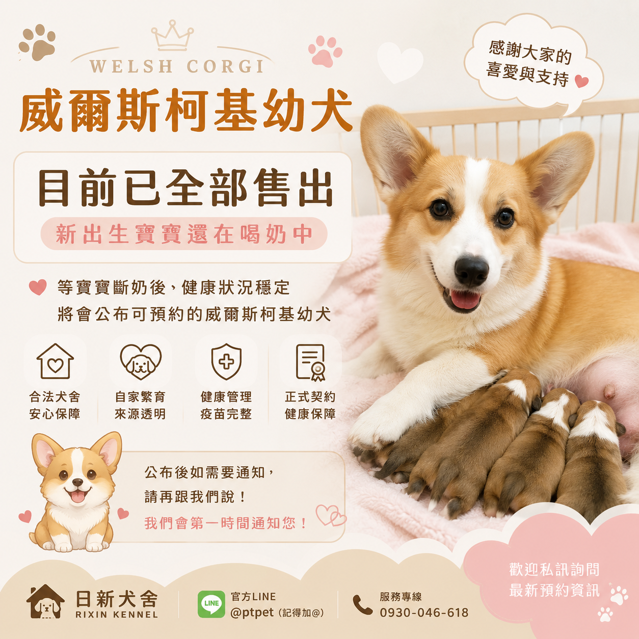 柯基犬,Welsh Corgi,ウェルシュ・コーギー,웨일스 코기 강아지
