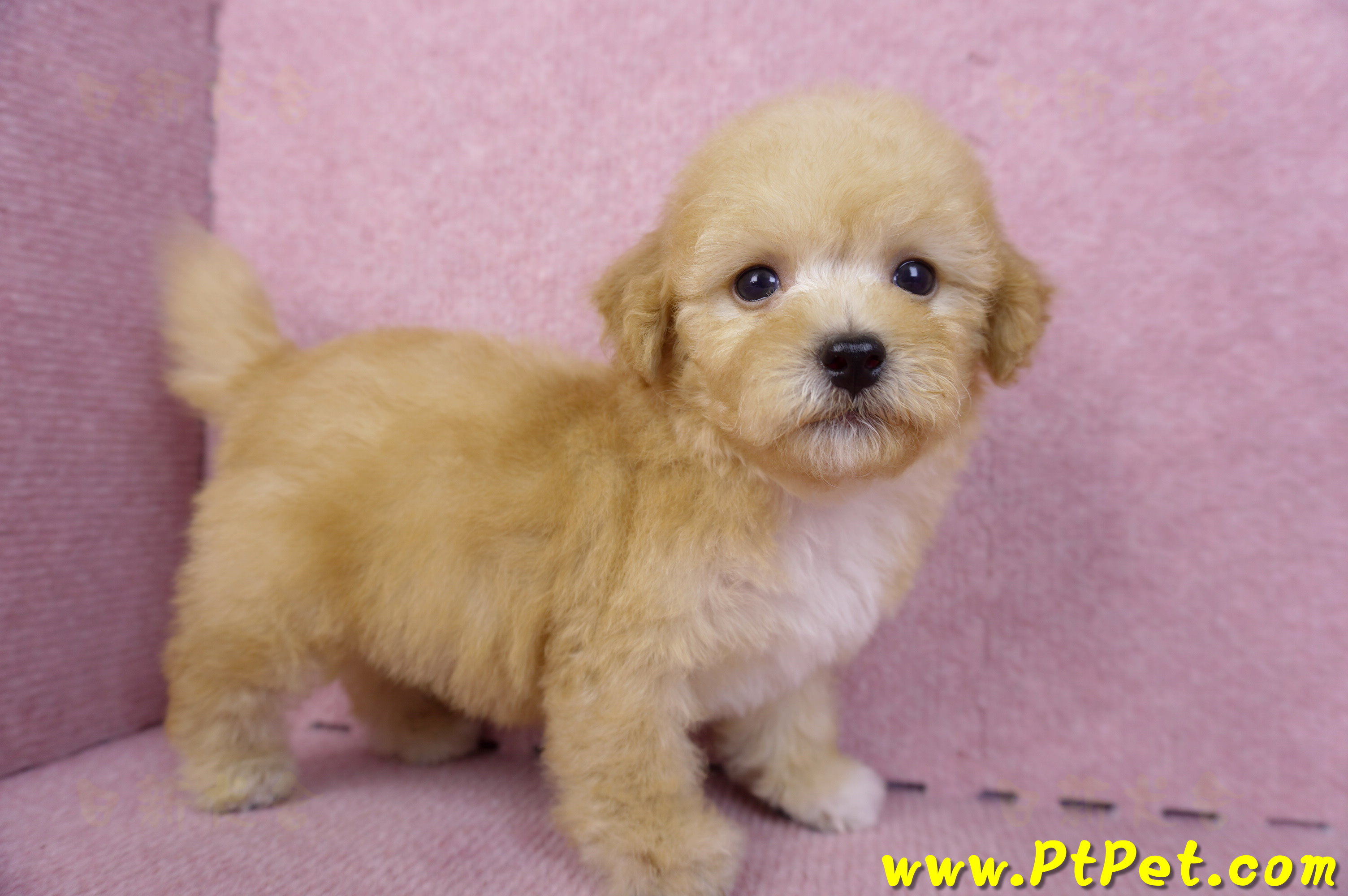 08/12泰迪比熊母幼犬(高雄鼓山)