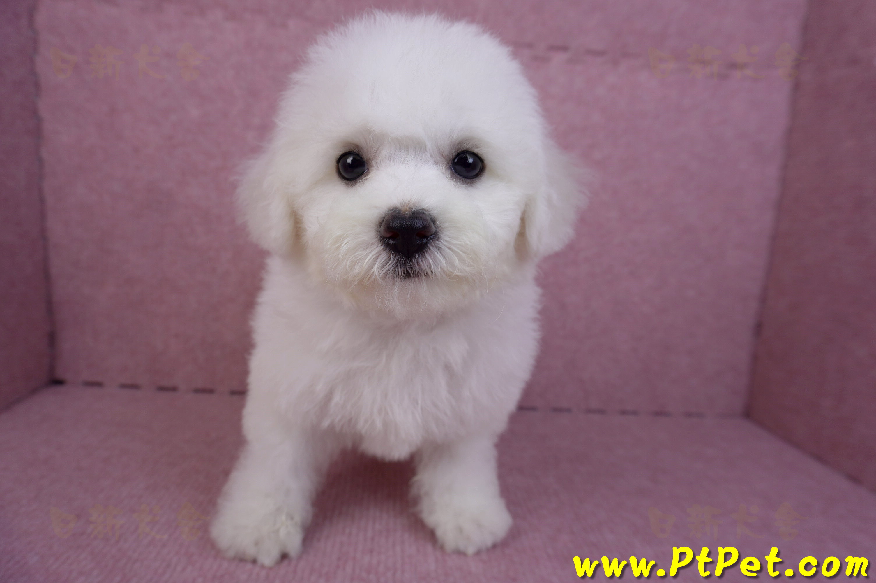 07/22比熊犬母幼犬2號(屏東新園)