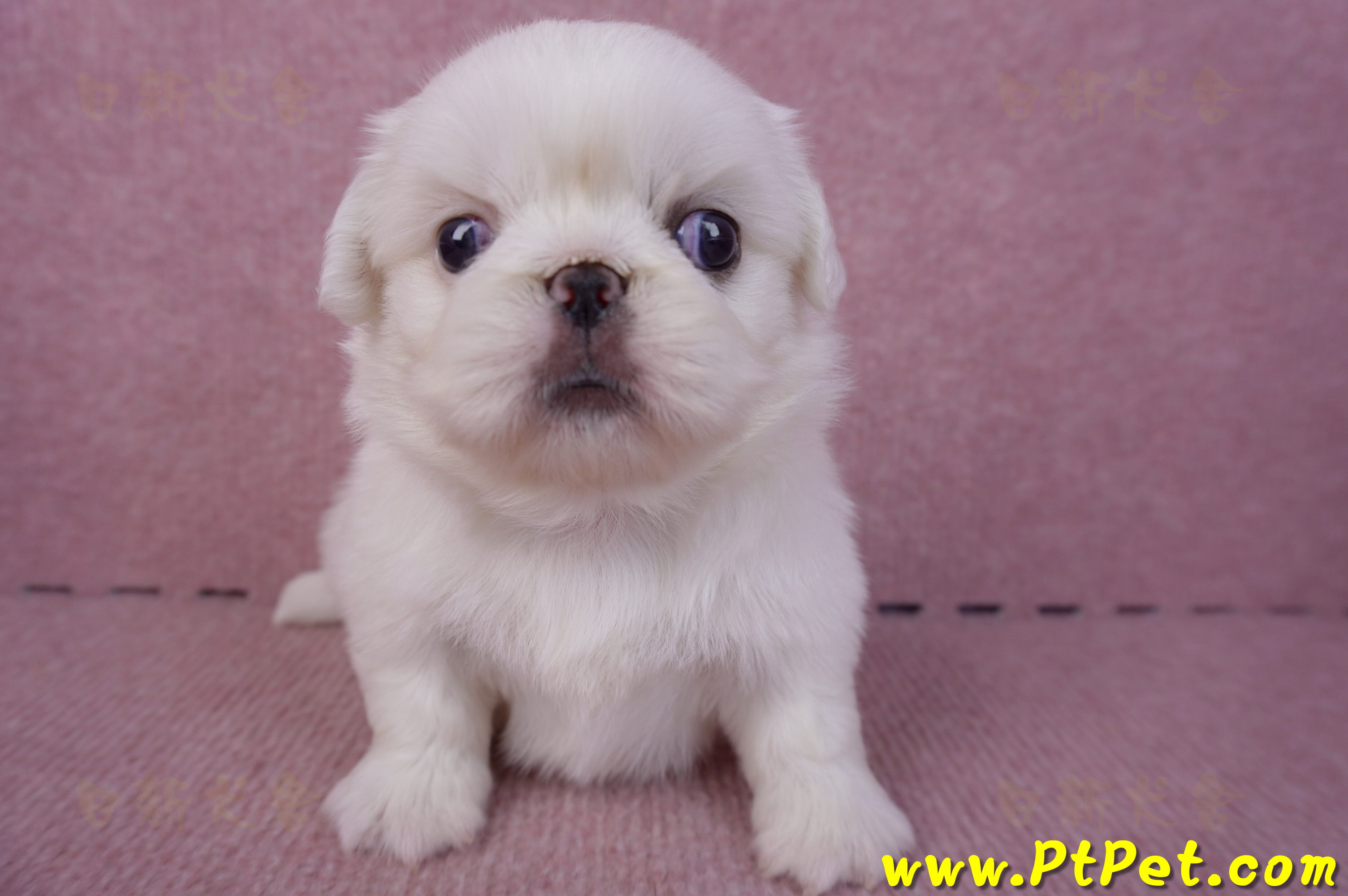 10/31北京狗母幼犬2號