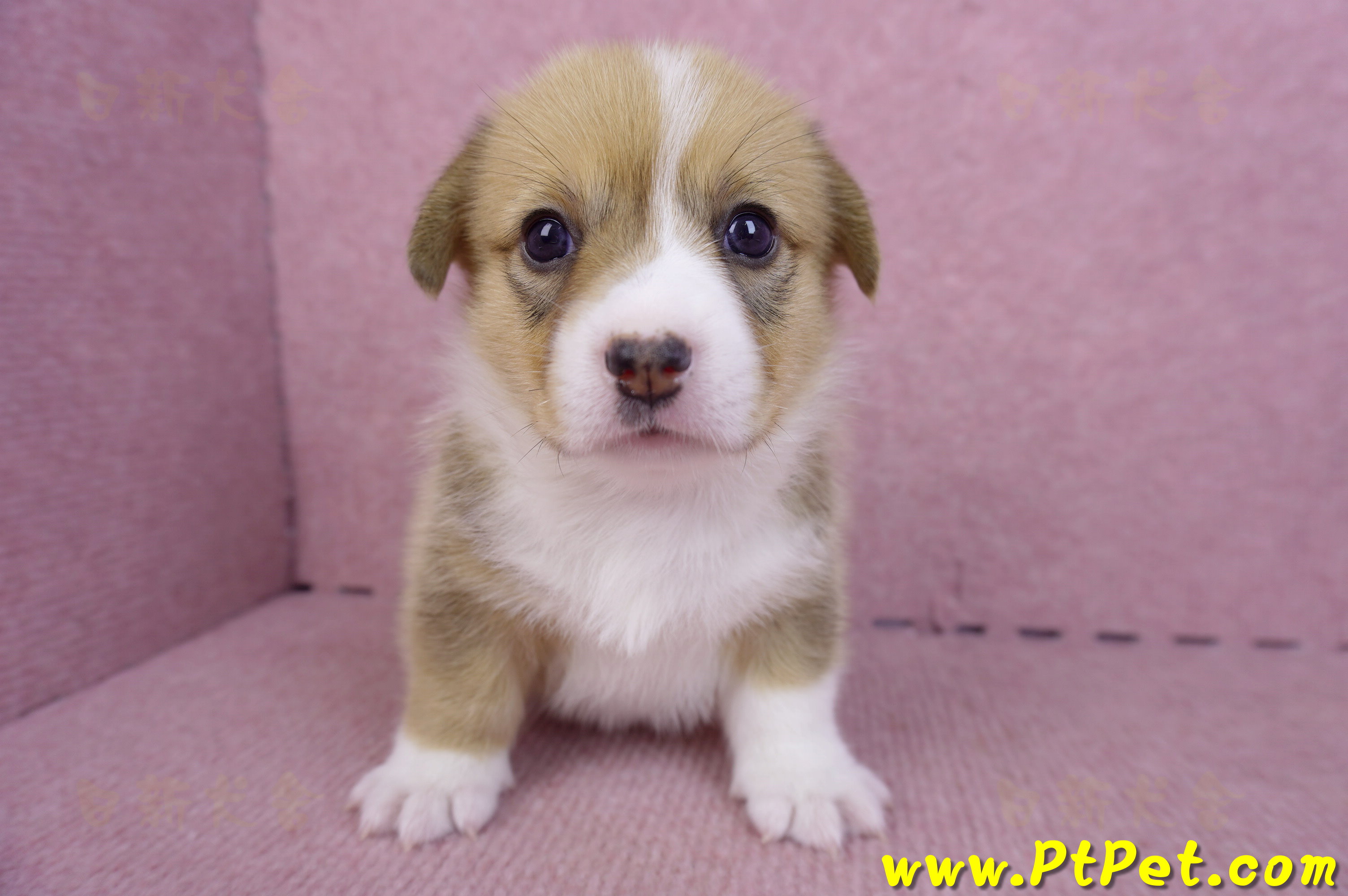 09/22雙色柯基犬母幼犬2號(桃園觀音)